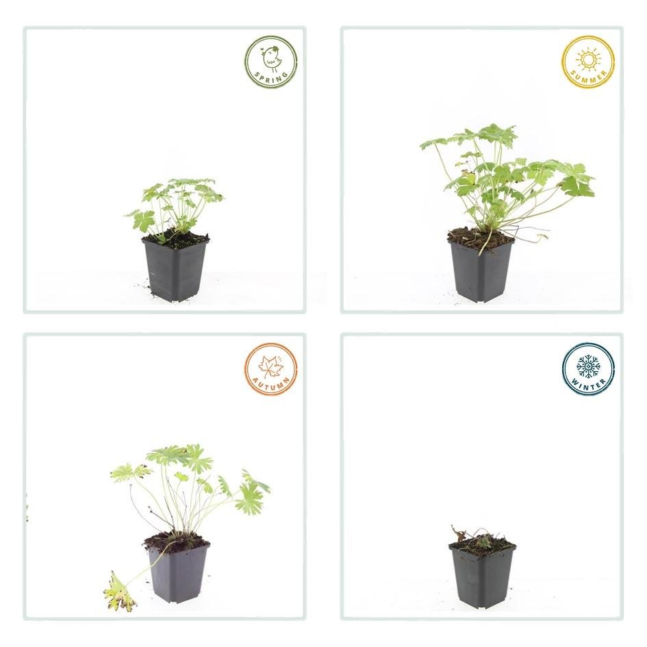green-guardia-geranium-tiny-monster-storchschnabel-6-pflanzen image 3