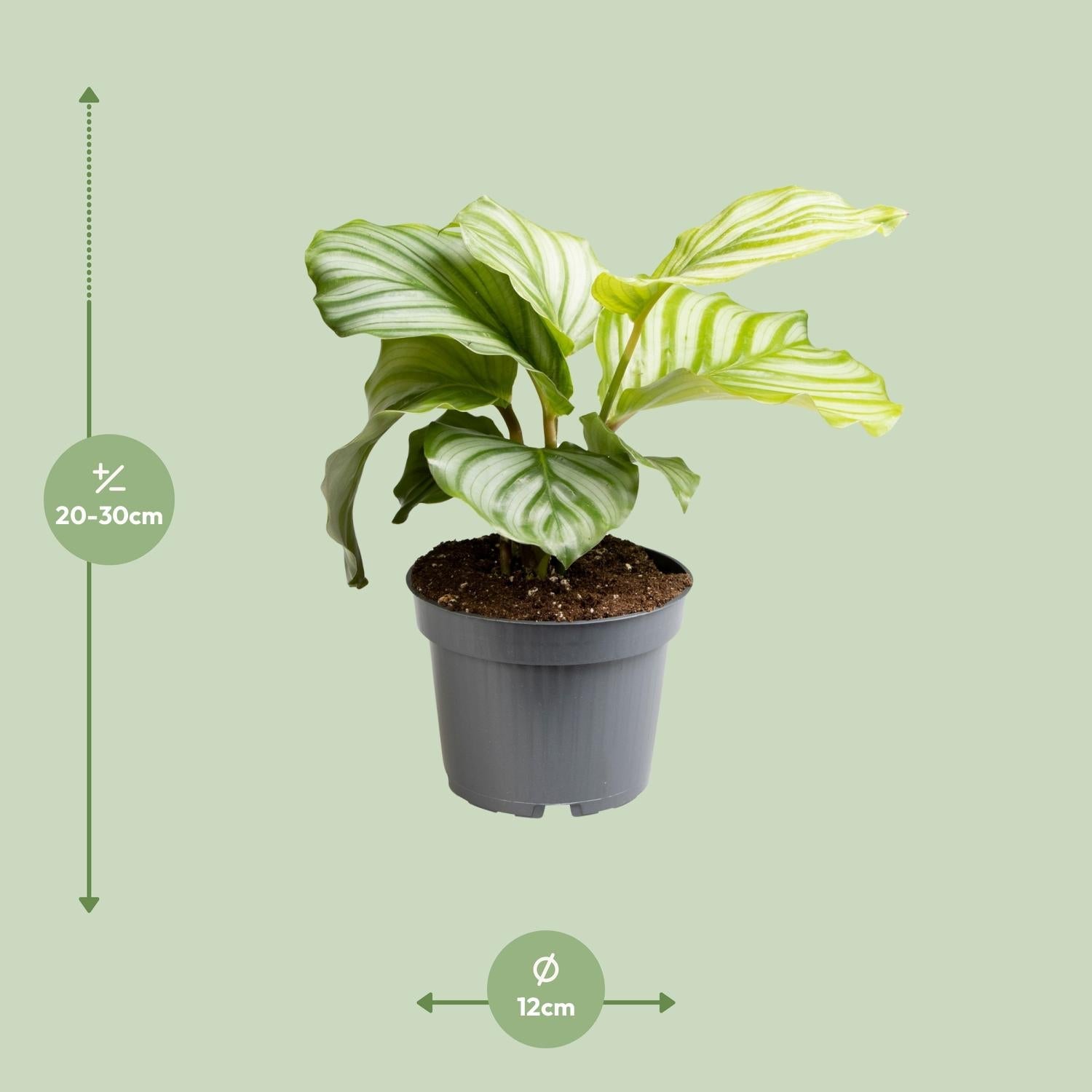 green-guardia-unsere-pflanzen-calathea-orbifolia-zimmerpflanze-50cm image 2