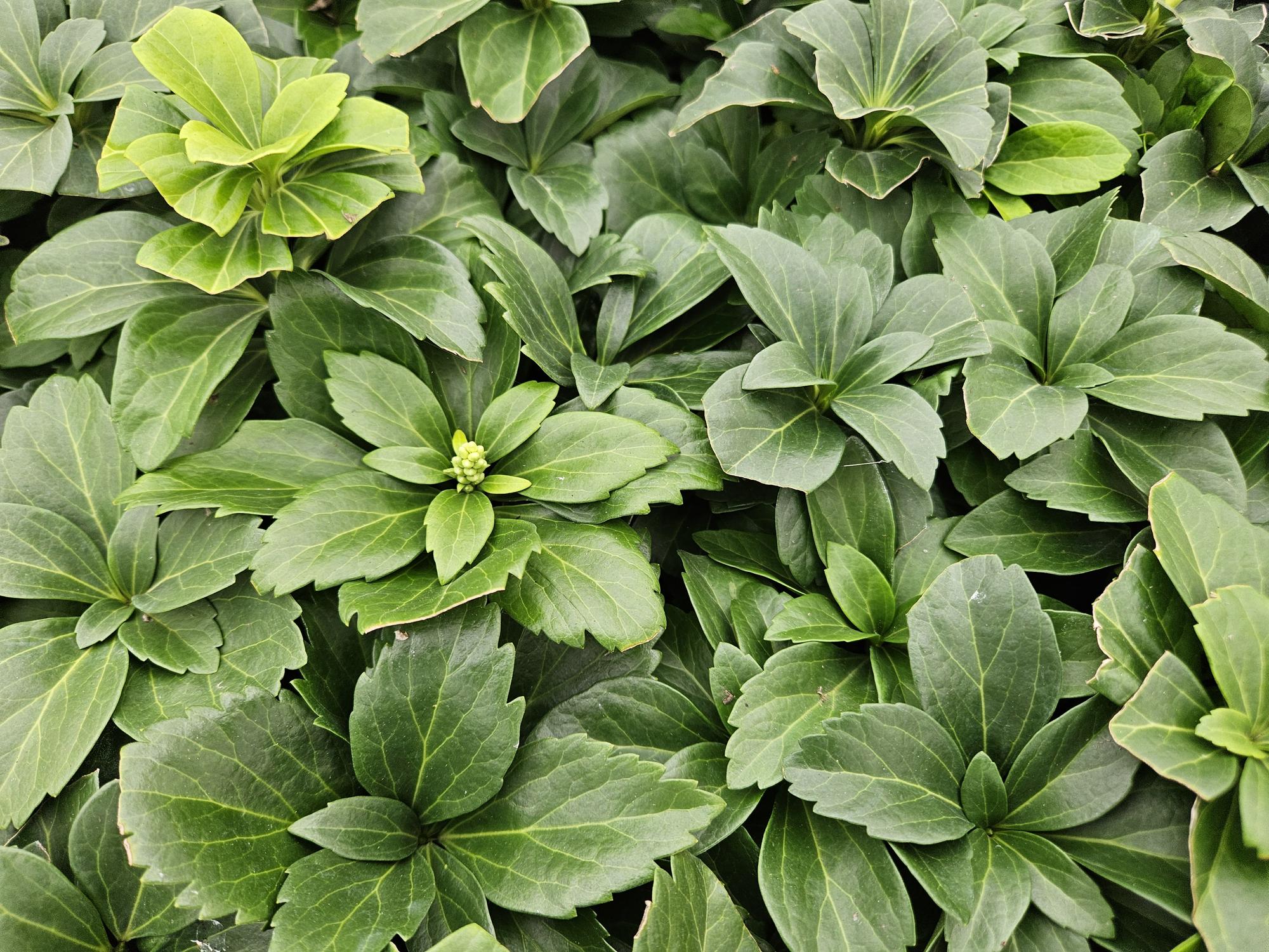green-guardia-unsere-pflanzen-pachysandra-bodendecker-6-pflanzen-schatten image 6