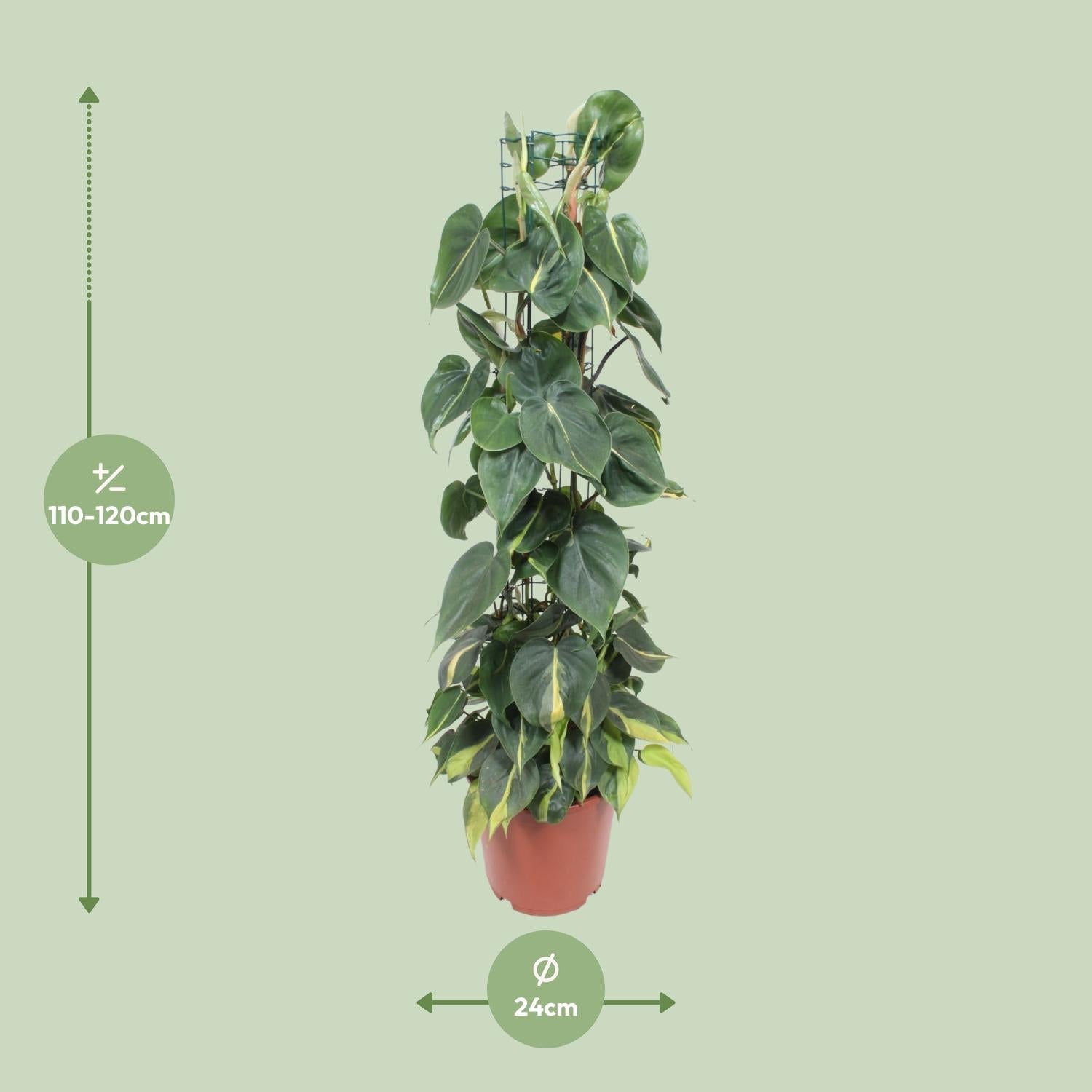 green-guardia-unsere-pflanzen-philodendron-brasil-15cm-zimmerpfl image 5