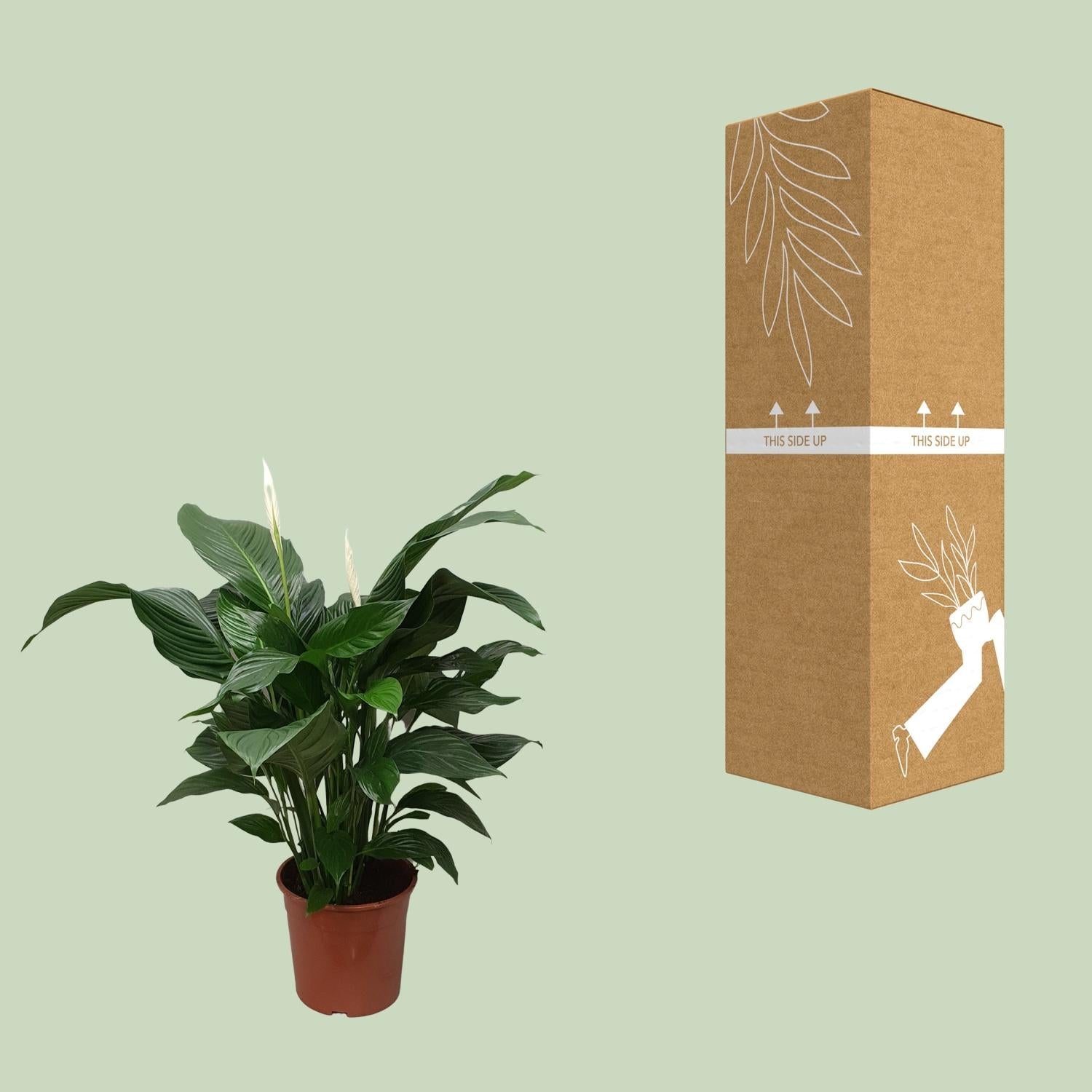green-guardia-spathiphyllum-friedenslilie-70-cm-vivaldi image 3