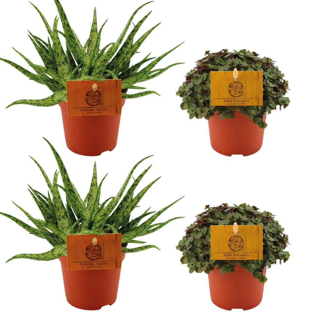 green-guardia-unsere-pflanzen-aloe-spider-zimmerpflanzen-set-4x image 1