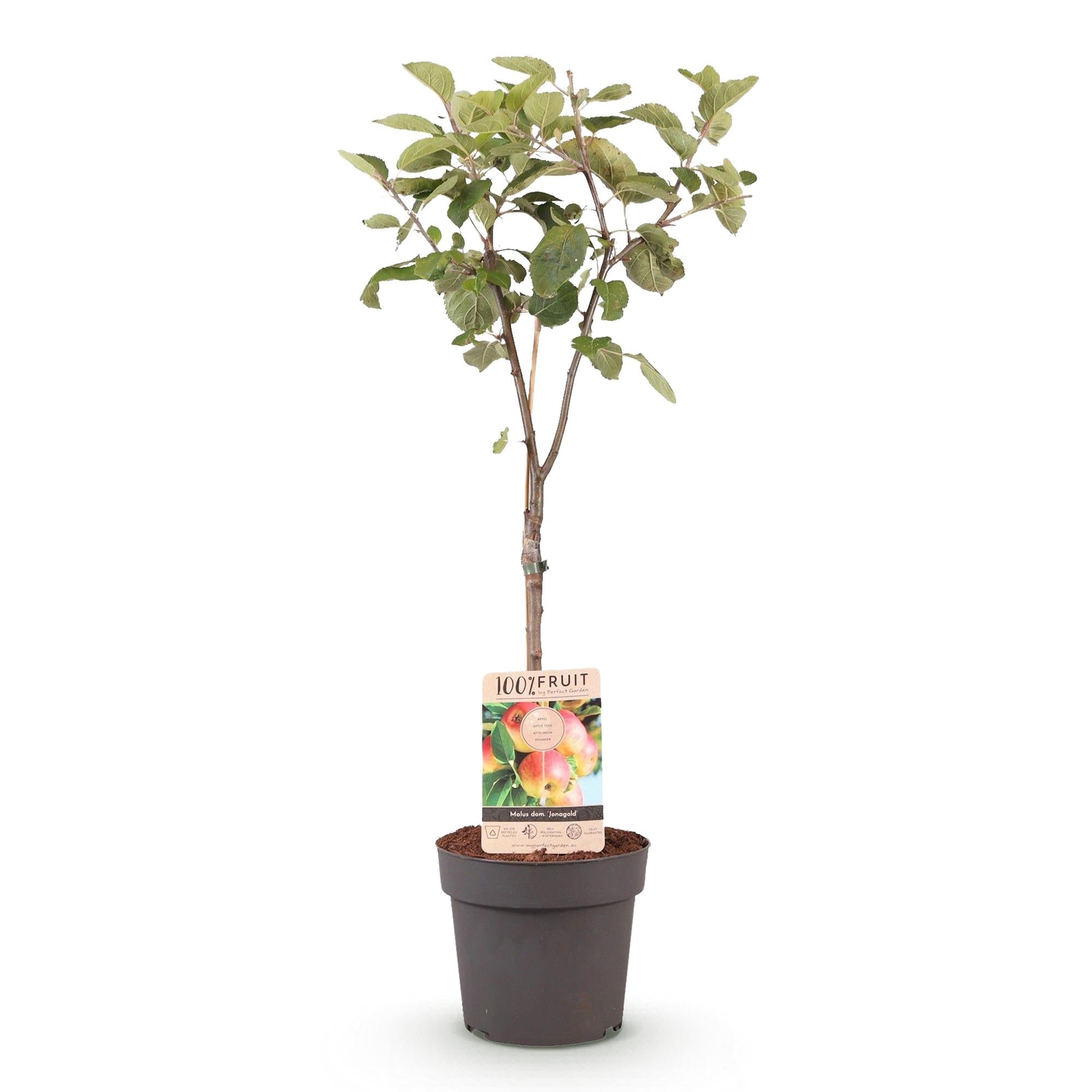 green-guardia-jonagold-apfelbaum-obstpflanze-90-cm-s-ss-sauer image 2