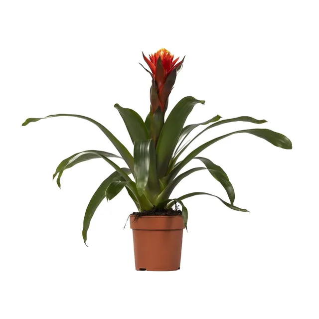 green-guardia-guzmania-bromelie-zimmerpflanze-crown-12cm image 1