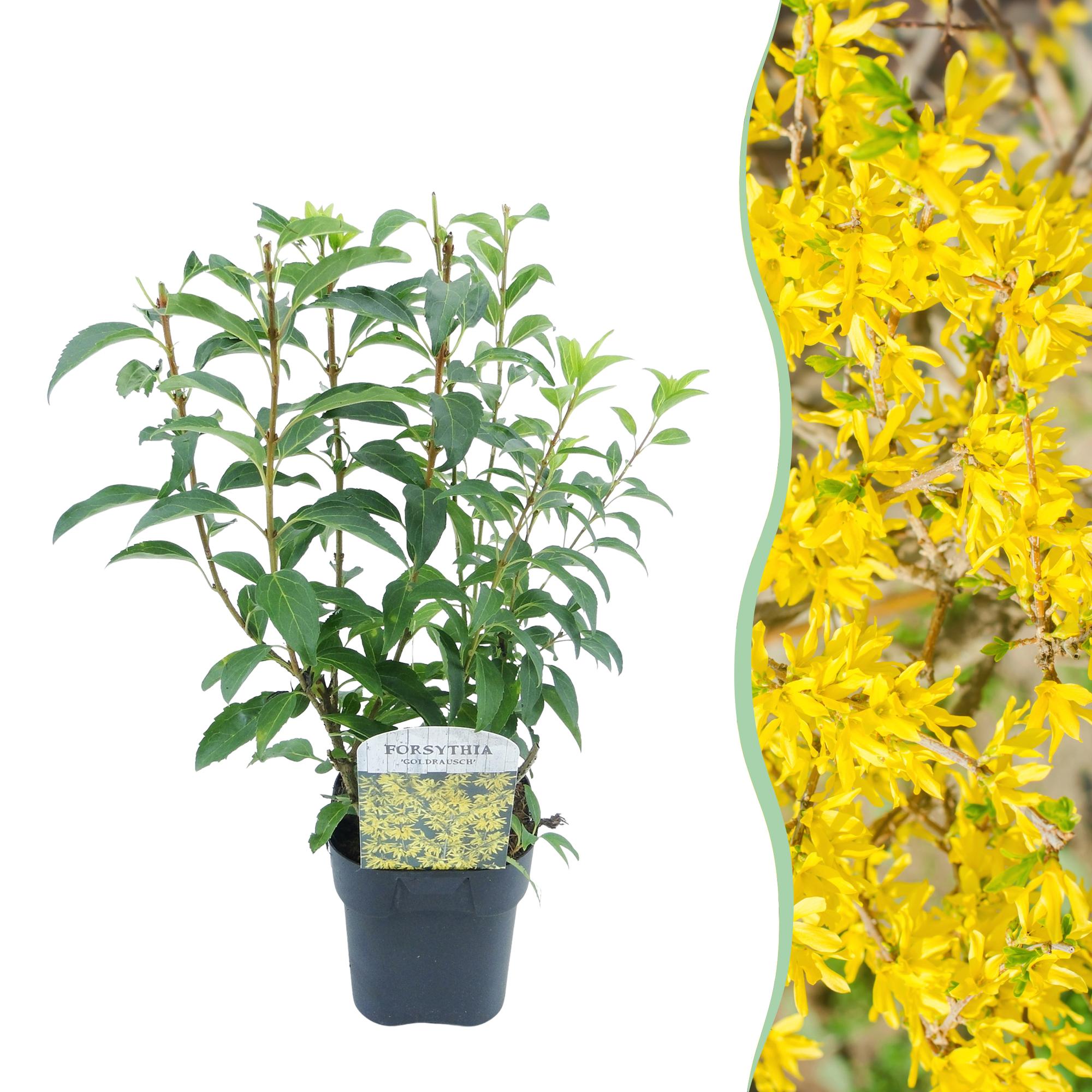green-guardia-goldrauch-forsythie-strauch-gelb-17cm-topf image 1