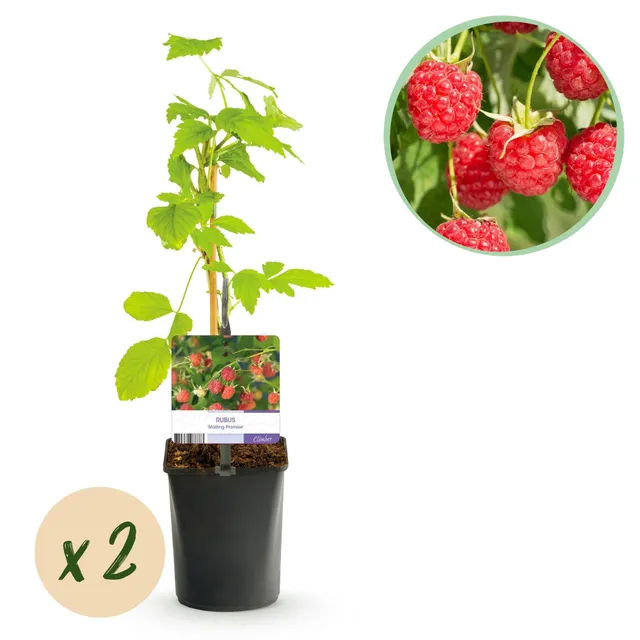 green-guardia-mailing-promise-himbeere-2-pflanzen-11-cm-topf image 1