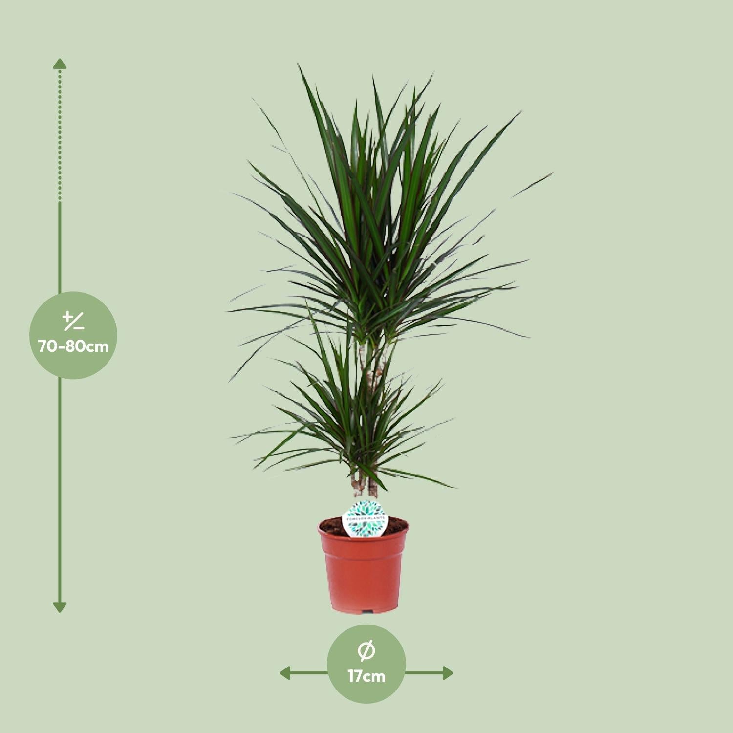 green-guardia-unsere-pflanzen-drachenbaum-55cm-zimmerpflanze-pflegeleicht image 4