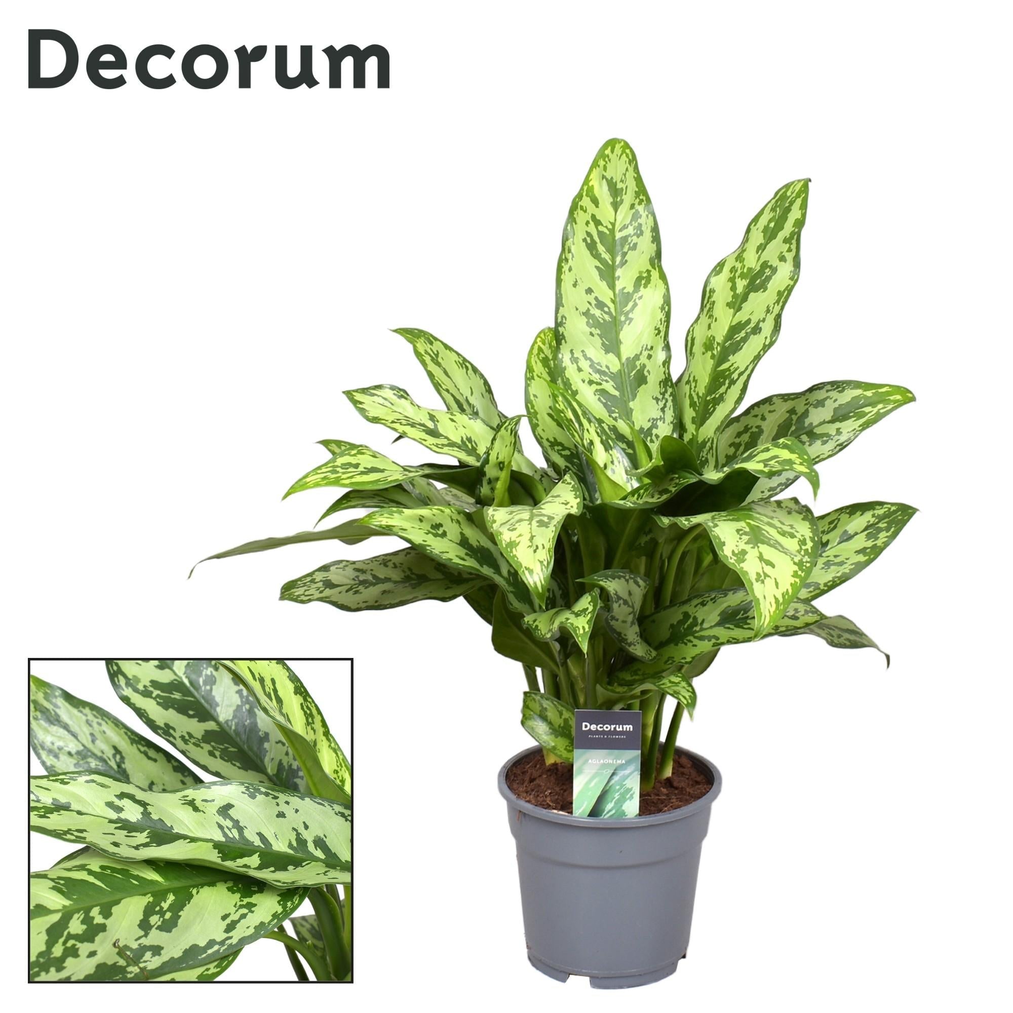 green-guardia-unsere-pflanzen-aglaonema-kolbenfaden-zimmerpflanze-35-80-cm image 7