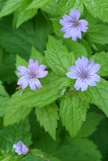 green-guardia-geranium-nodosum-bodendecker-6-pflanzen-violett-rosa image 4