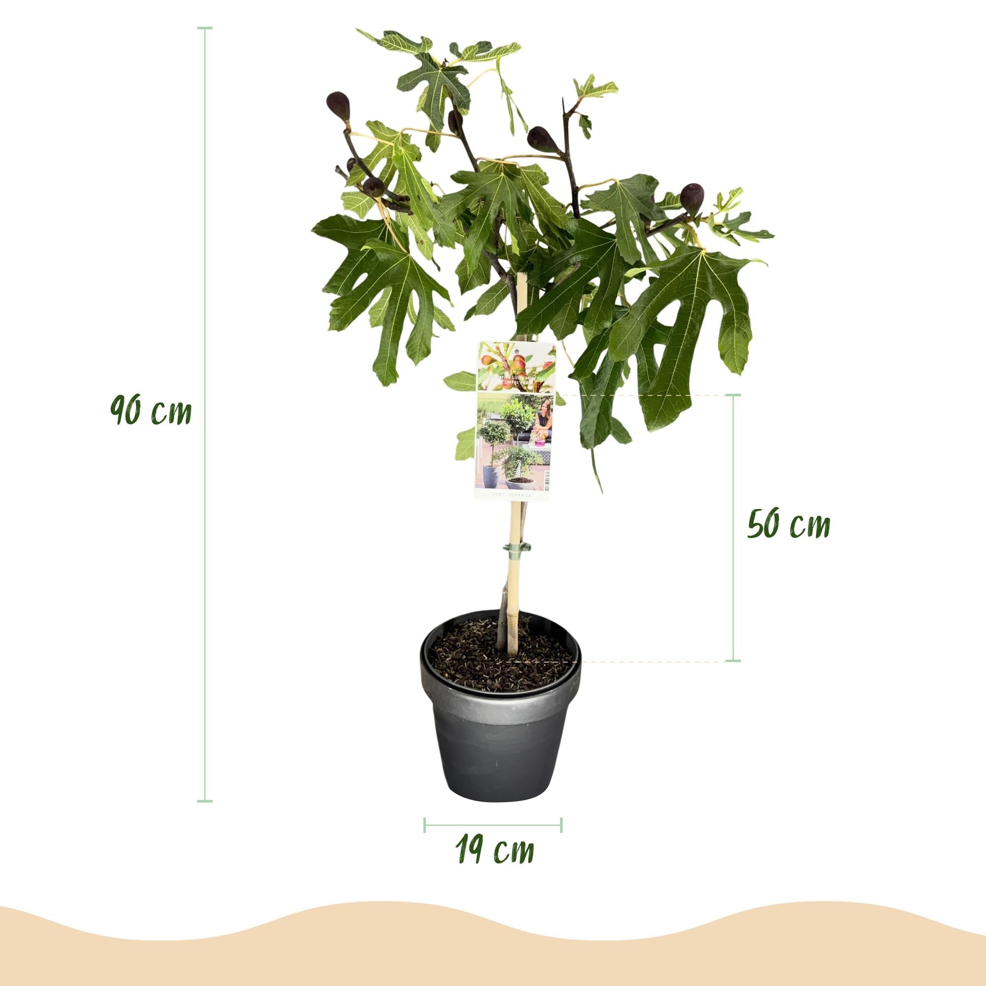 green-guardia-unsere-pflanzen-little-miss-figgy-feigenbaum-90cm image 2