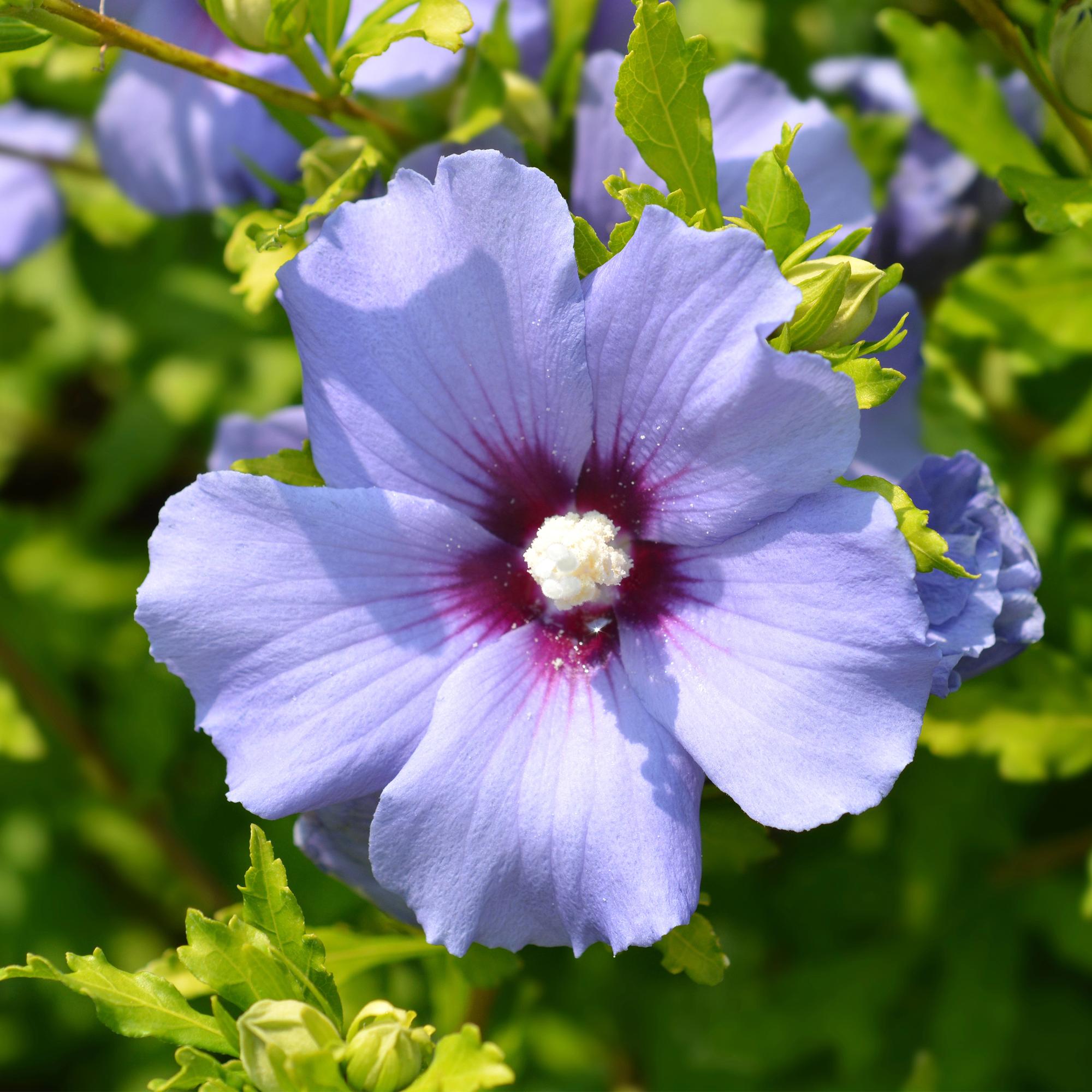 green-guardia-oiseau-blue-gartenhibiskus-strauch-17-cm-topf image 4