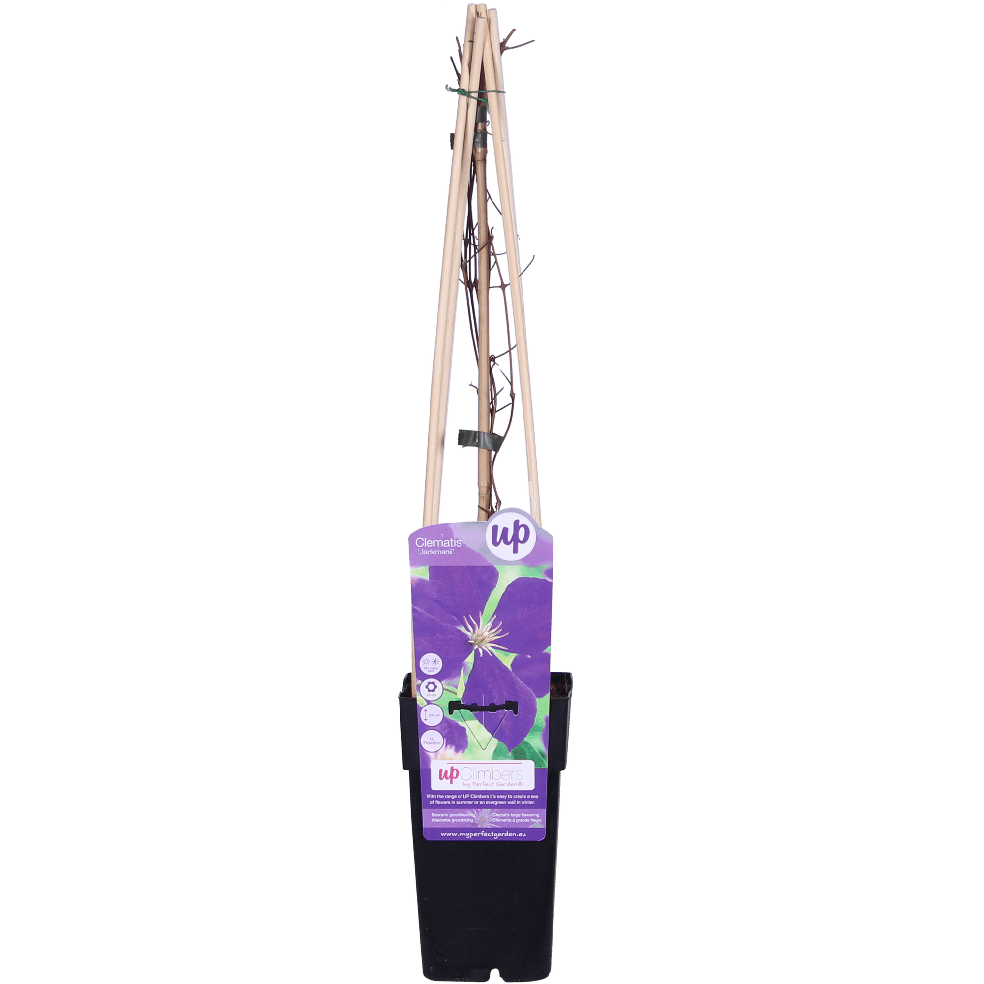 green-guardia-unsere-pflanzen-clematis-jackmanii-kletterpflanze image 1