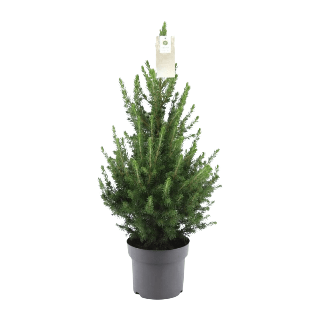 green-guardia-zwergfichte-conica-weihnachtsbaum-im-topf-70-cm image 2