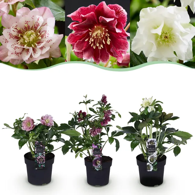green-guardia-helleborus-double-tricolour-christrose-3-pflanzen image 1