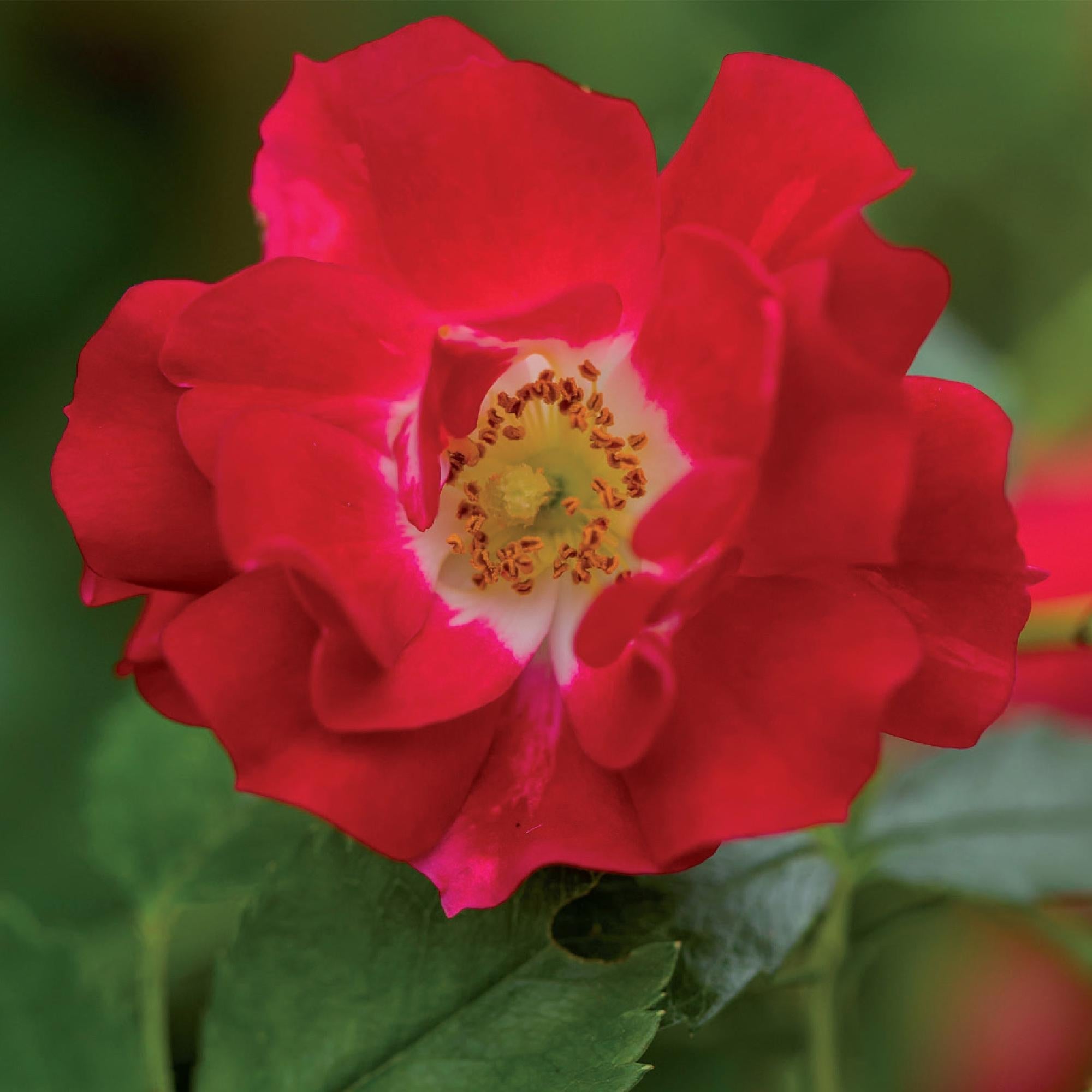 green-guardia-unsere-pflanzen-rosa-red-queen-kletterrose-2-pflanzen-rote-bl-ten image 4