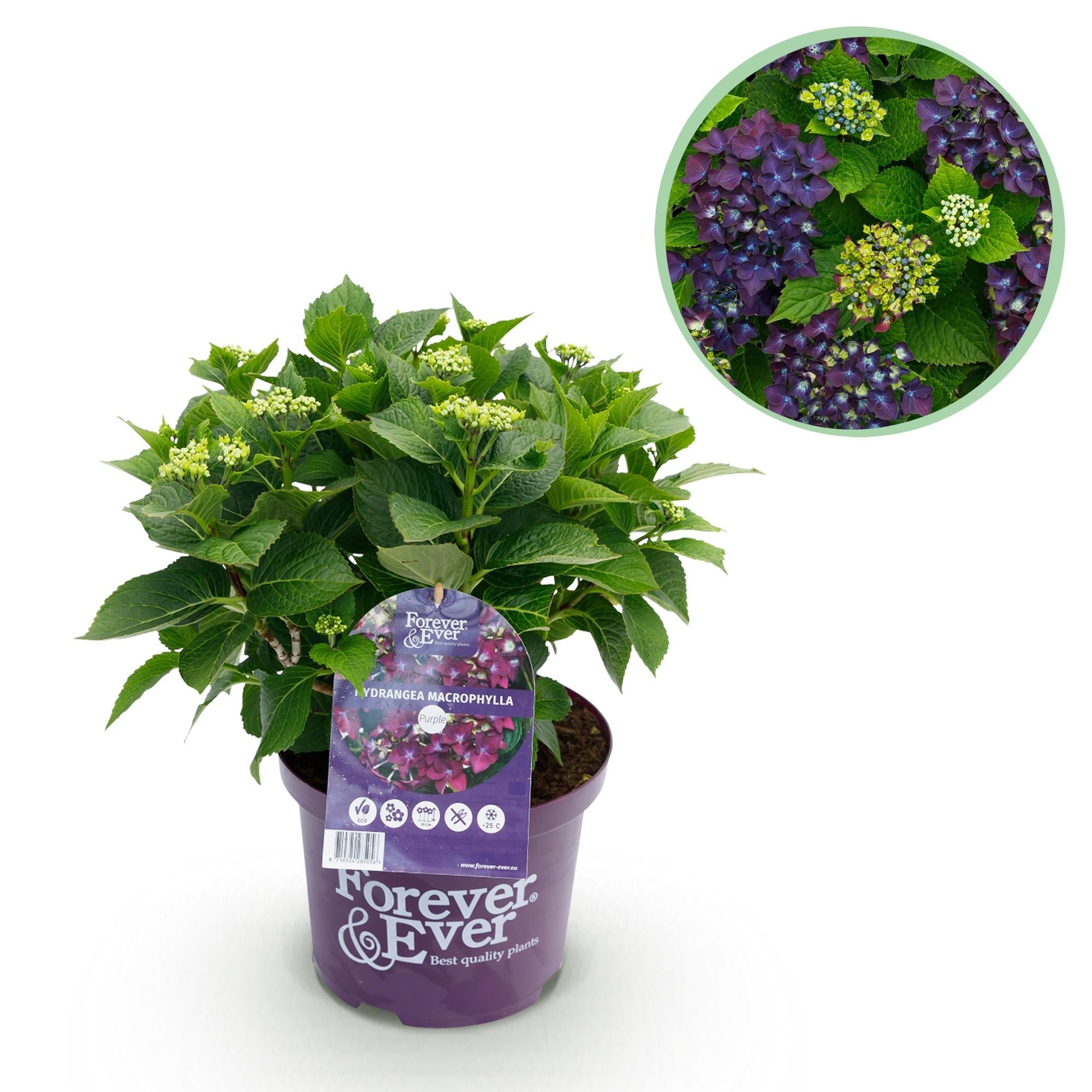 green-guardia-hortensie-forever-ever-lila-bl-hstrauch-1-pflanze image 1