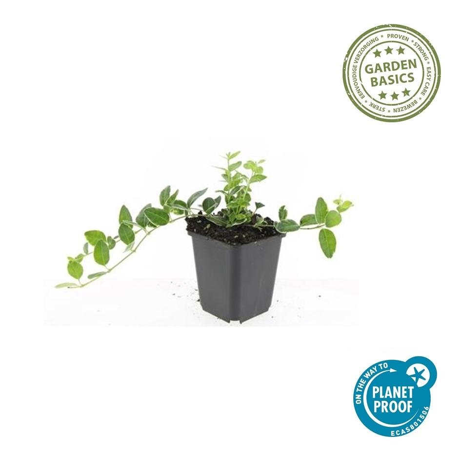 green-guardia-immergr-n-argenteovariegata-bodendecker-9-cm-topf image 1