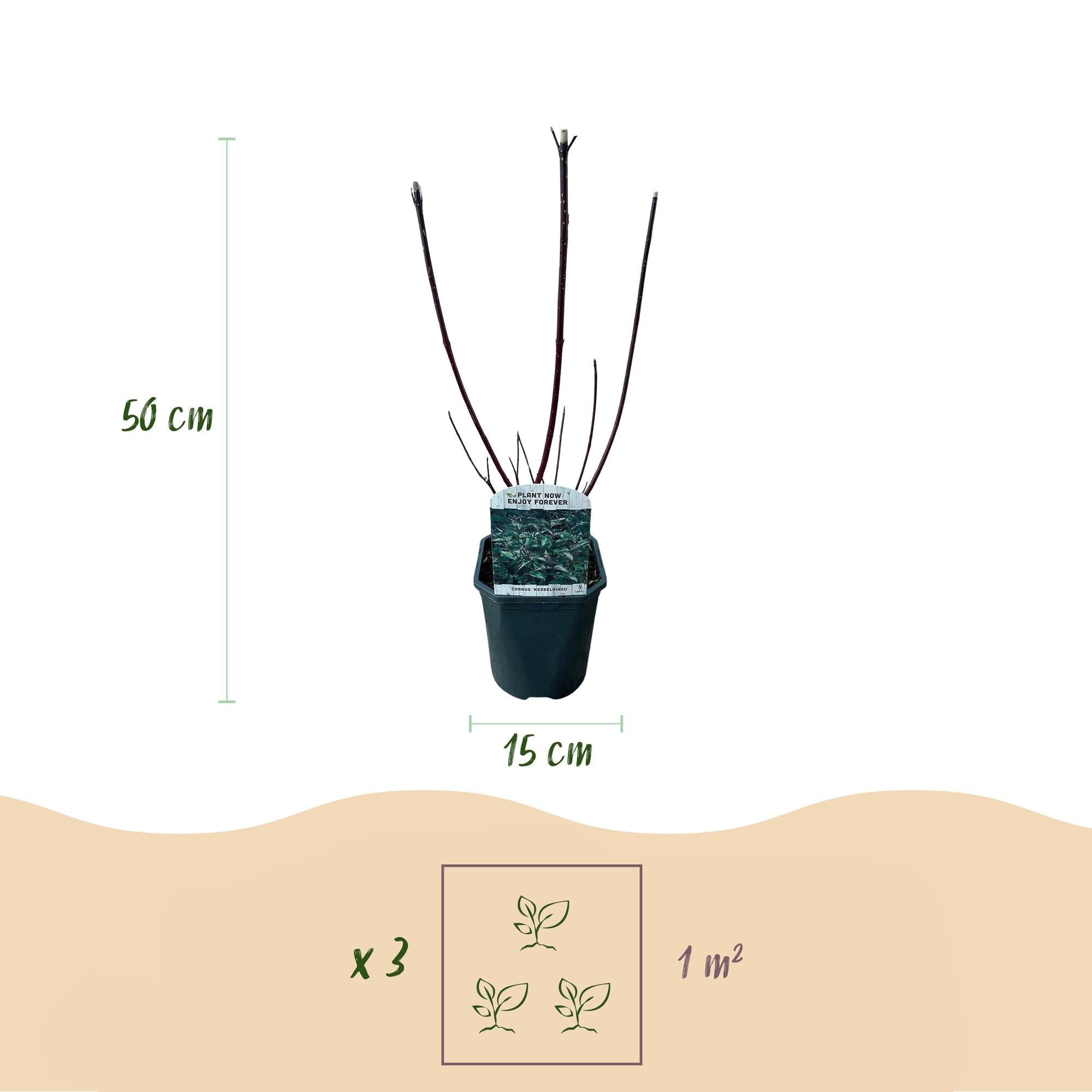 green-guardia-unsere-pflanzen-kesselringii-zierhartriegel-45-cm-violett image 2