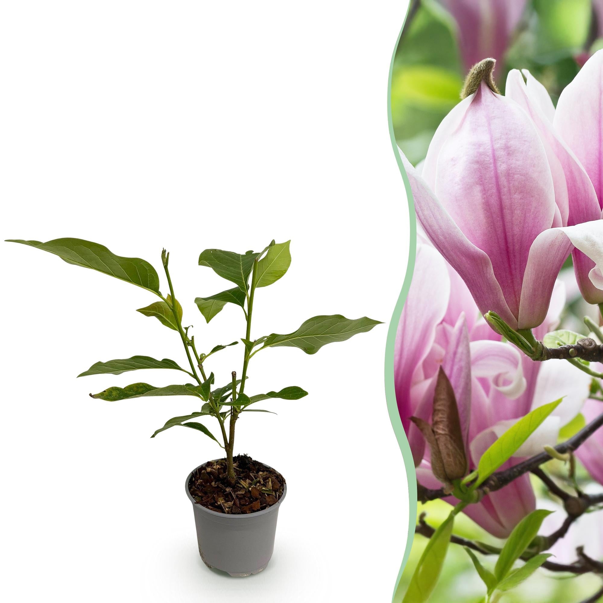 green-guardia-magnolia-george-henry-kern-rosa-30-cm-zierstrauch image 1