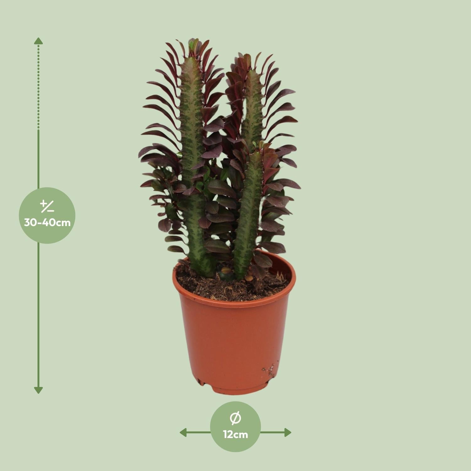 green-guardia-unsere-pflanzen-euphorbia-trigona-sukkulente-40cm-12cm-topf image 2