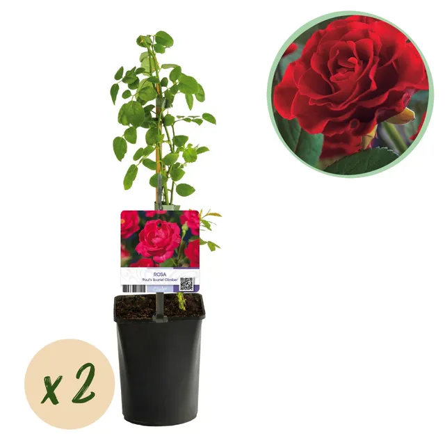green-guardia-unsere-pflanzen-kletterrose-paul-scarlet-rankrose-rot image 1