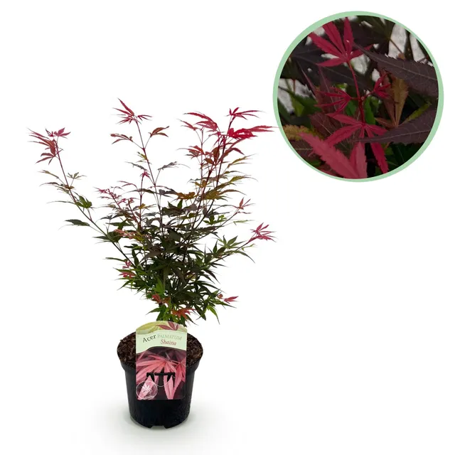green-guardia-unsere-pflanzen-acer-shaina-ahorn-19-cm-topf image 1