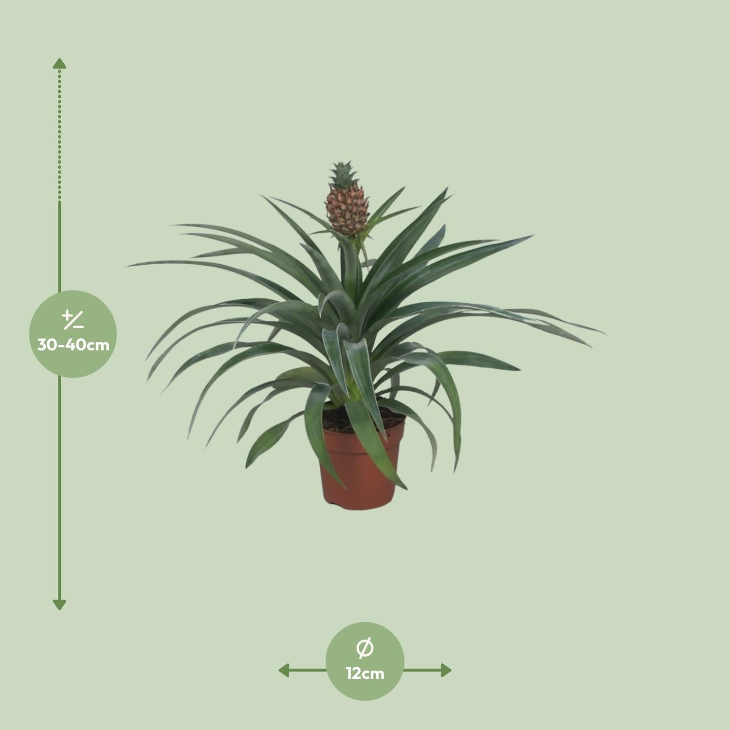 green-guardia-unsere-pflanzen-ananas-mi-amigo-zierananas-12-cm image 2