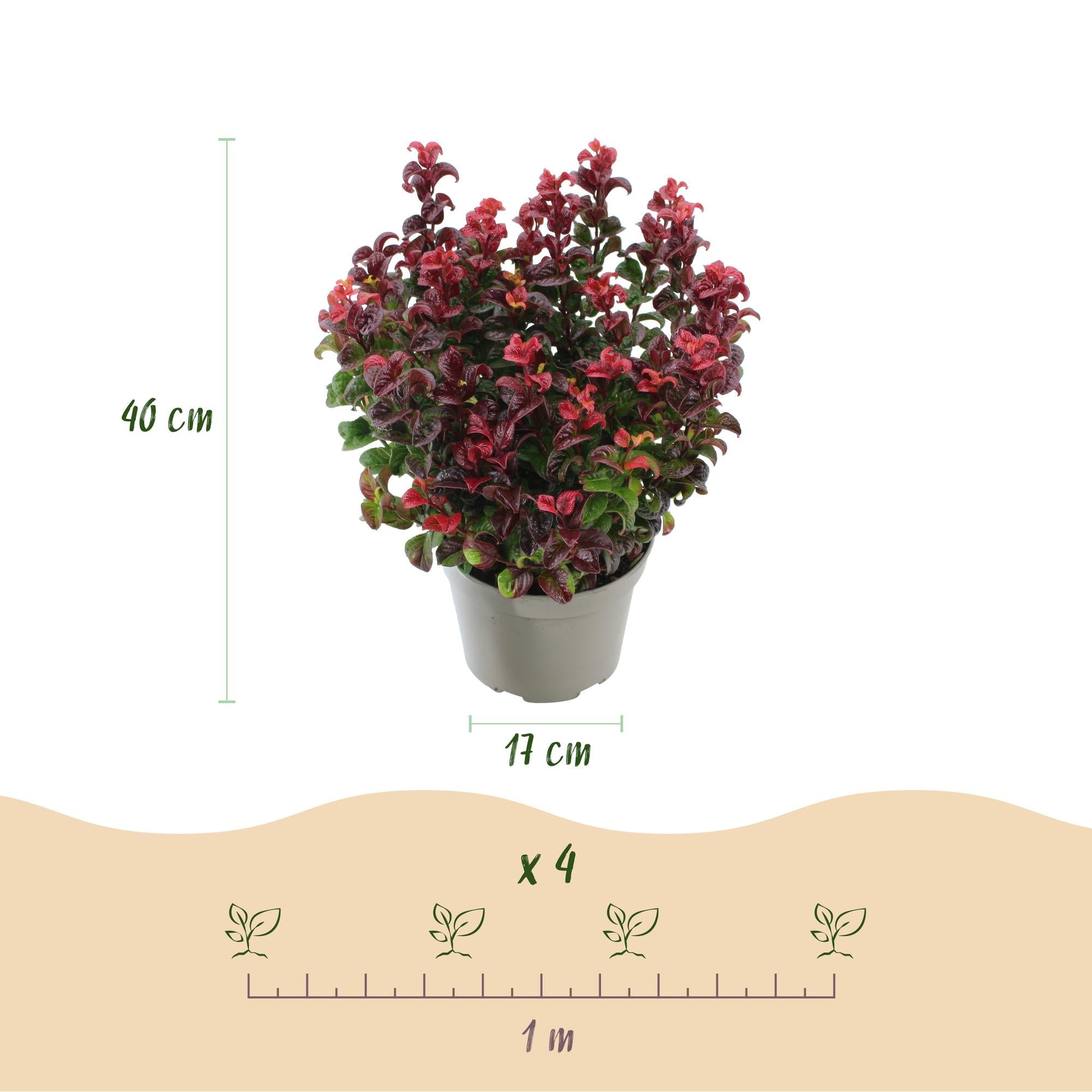green-guardia-unsere-pflanzen-leucothoe-curly-red-pflanze-17cm-topf-rot image 2