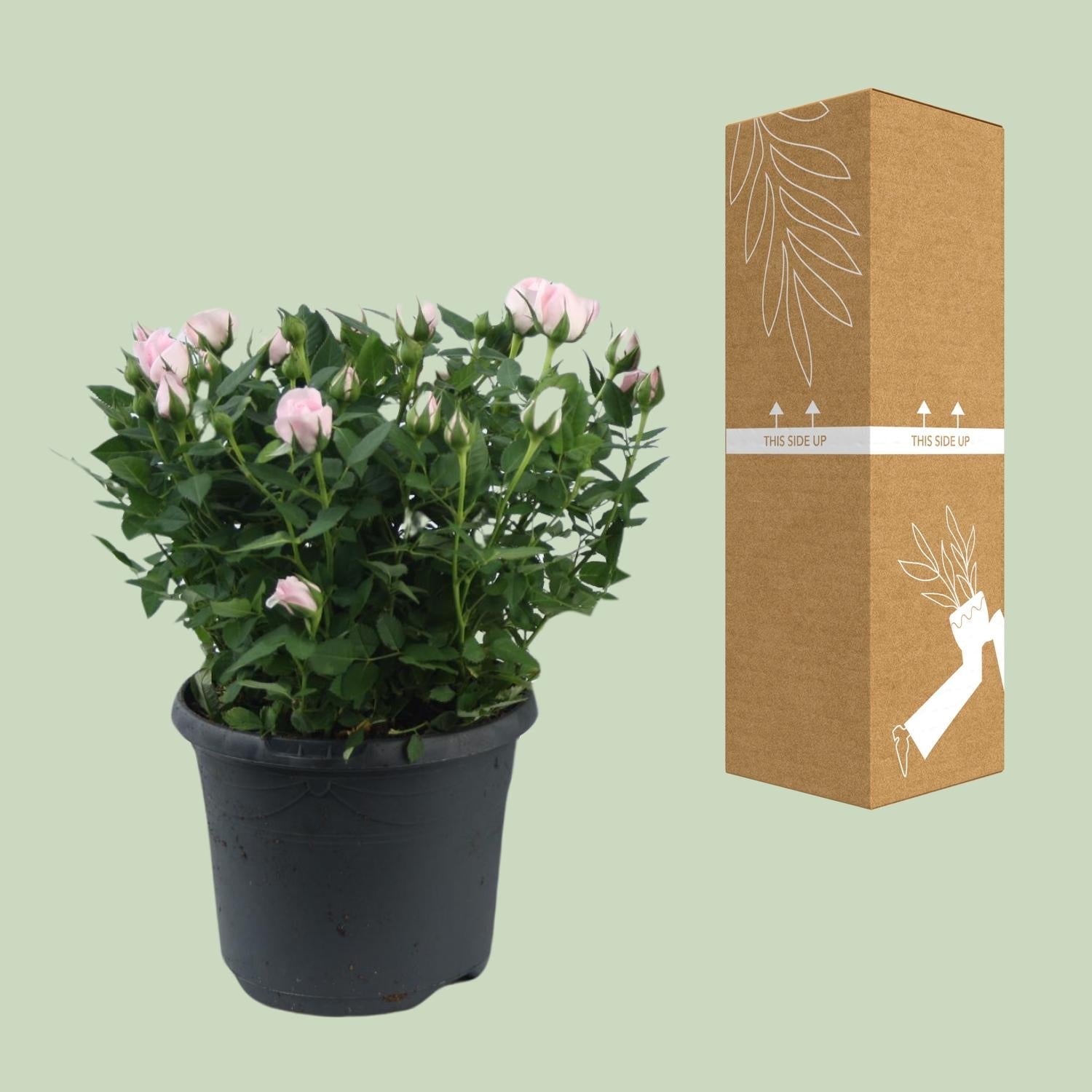 green-guardia-jewel-patio-baby-zwergrose-rosa-17-cm-topf image 3