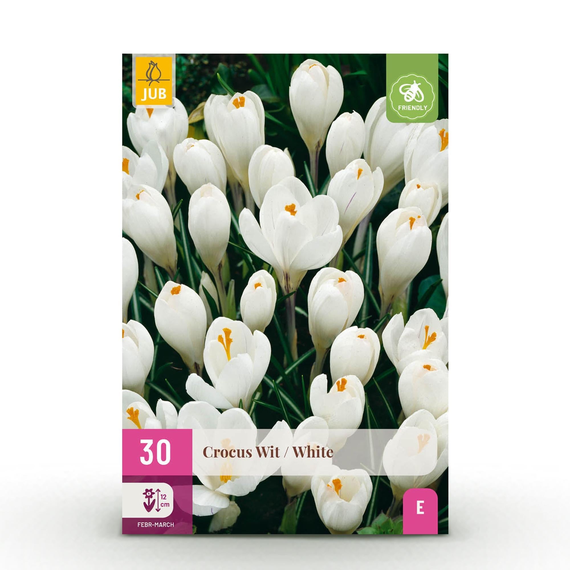 green-guardia-unsere-pflanzen-crocus-white-blumenzwiebeln-30-st-ck-wei image 1