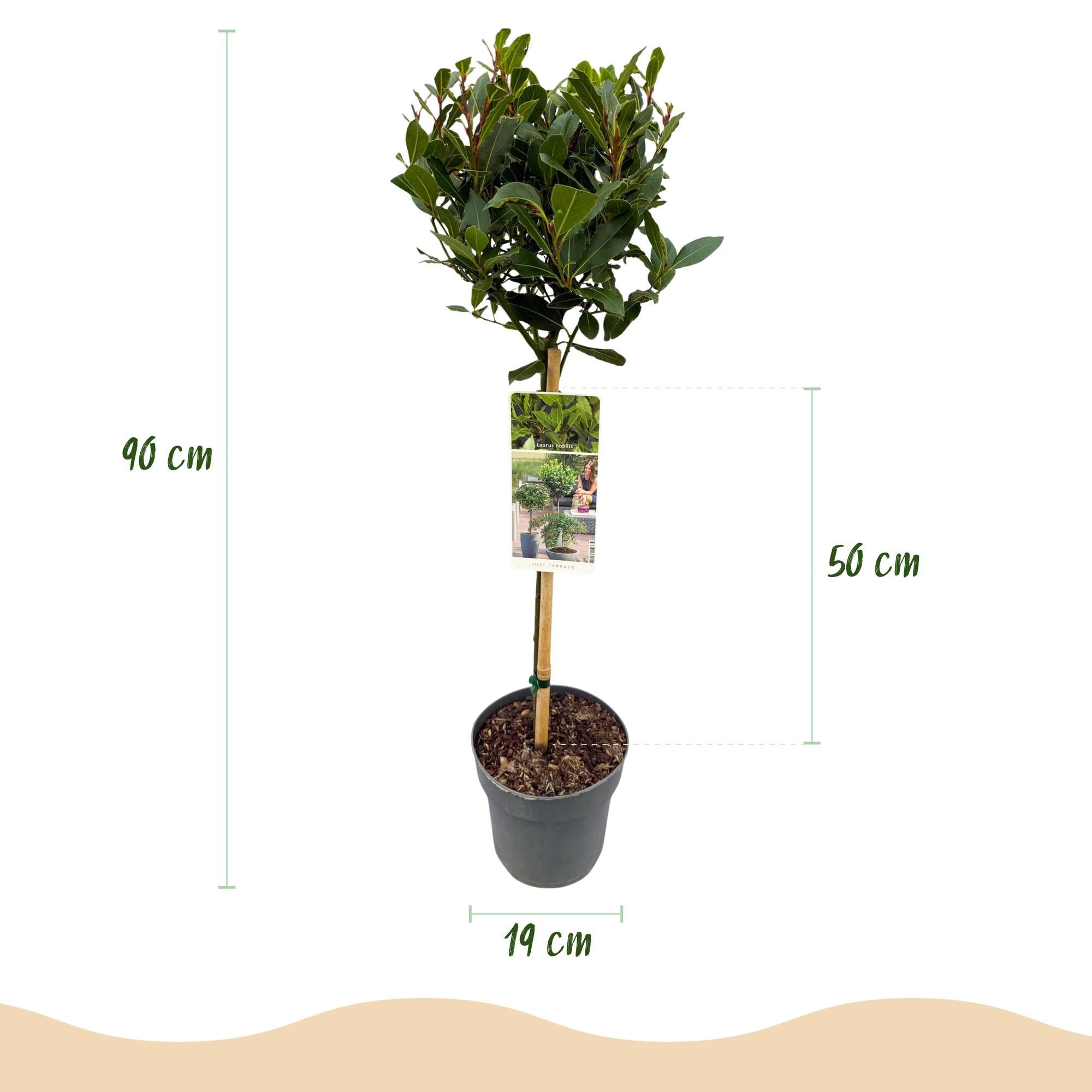 green-guardia-unsere-pflanzen-laurus-nobilis-lorbeerbaum-90-cm-19-cm-topf image 2