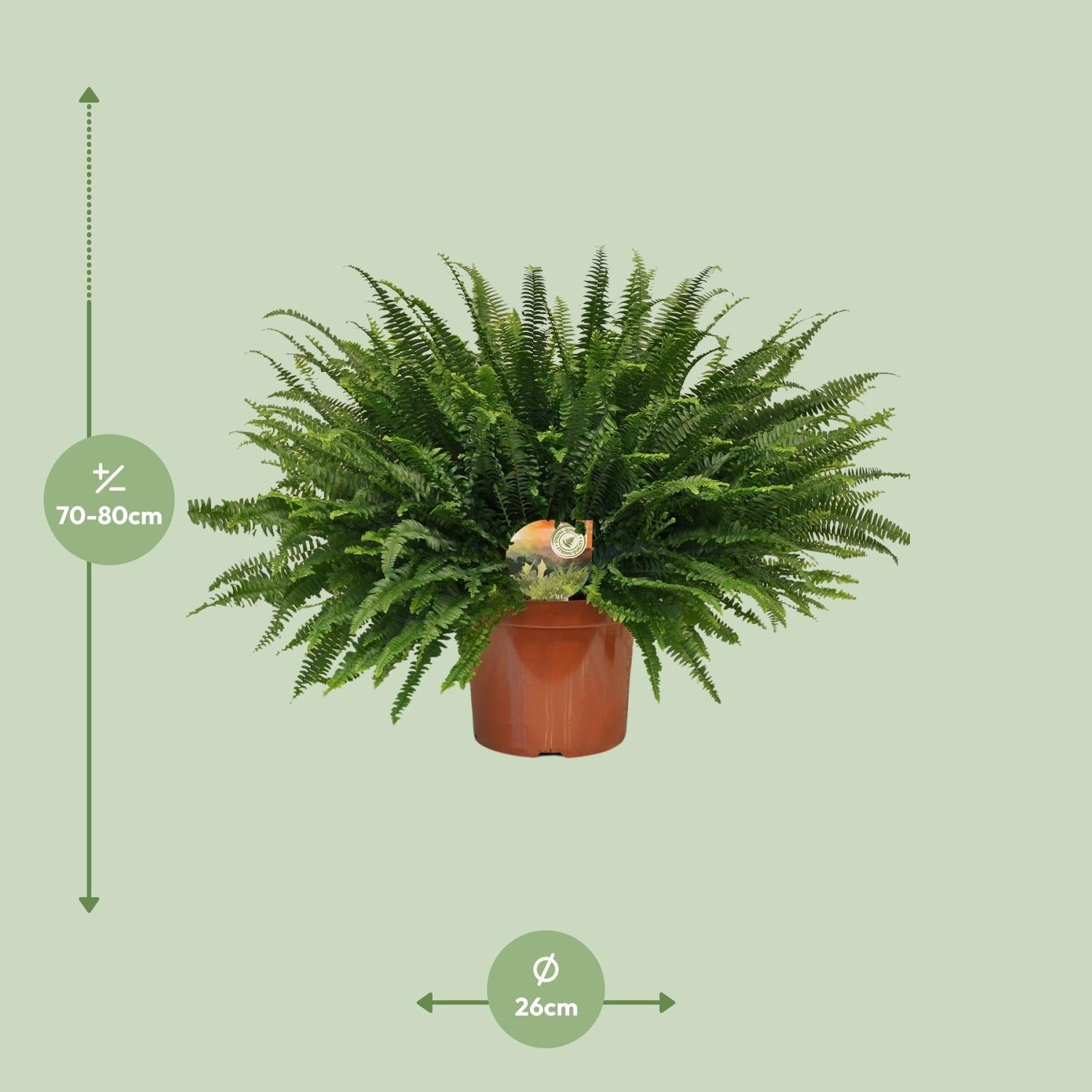 green-guardia-farn-green-lady-zimmerpflanze-nephrolepis-12-cm-30-cm image 7