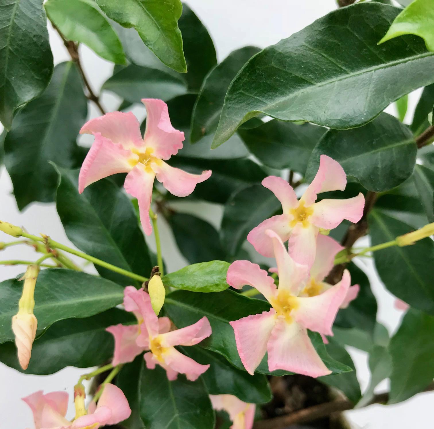 green-guardia-star-of-ibiza-toskanischer-jasmin-1-pflanze-15cm-rosa image 4