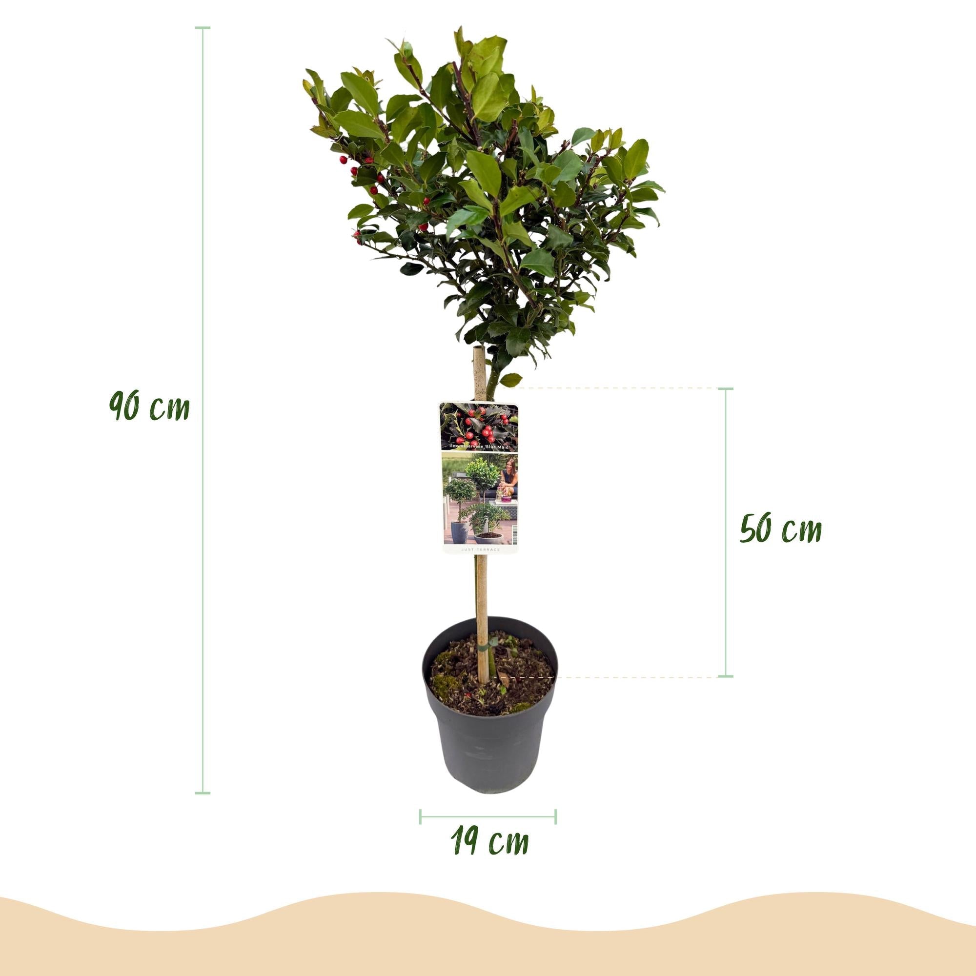 green-guardia-blue-maid-ilex-stammpflanze-90-cm-immergr-n image 2