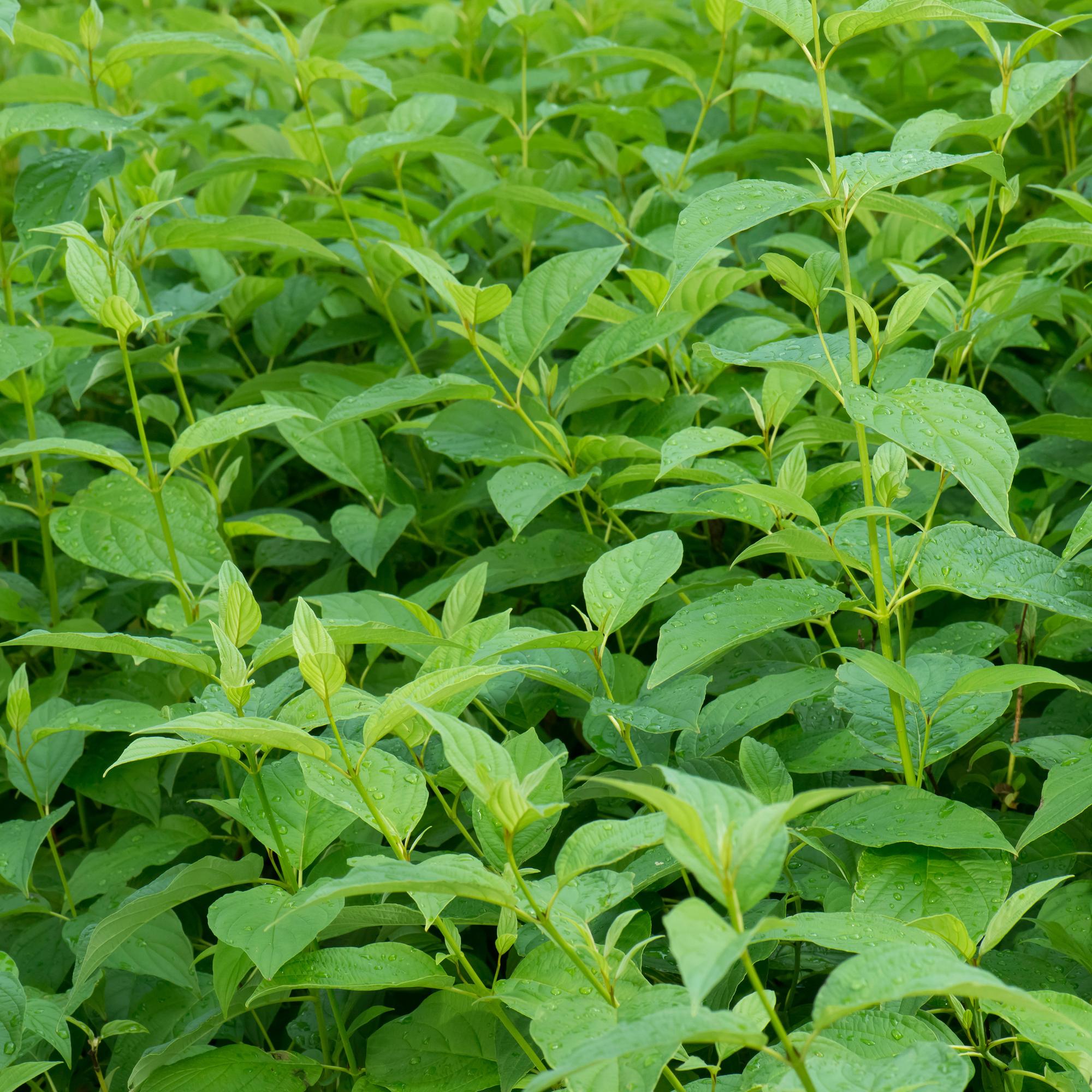 green-guardia-cornus-alba-flaviramea-strauch-45-cm-topf image 3