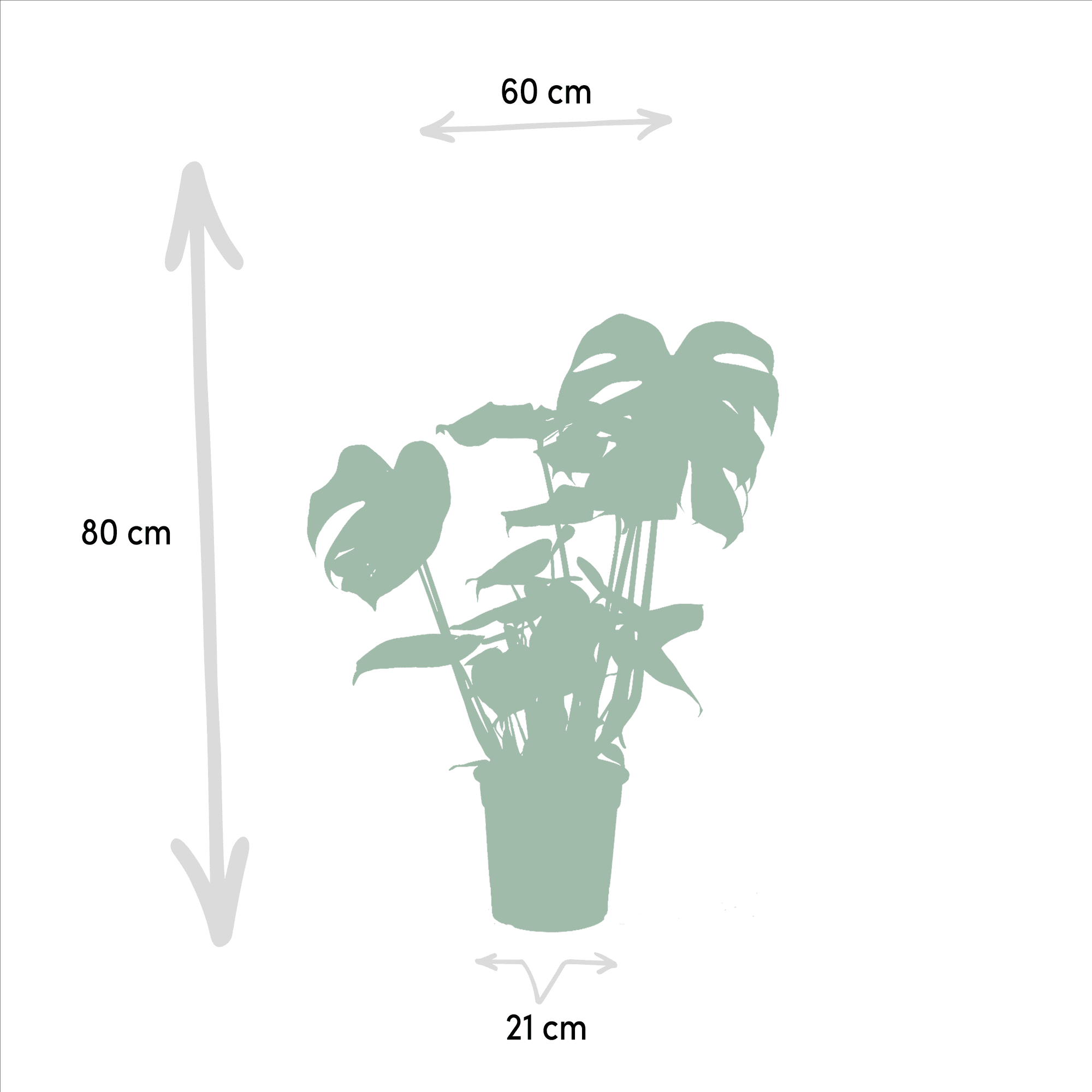 green-guardia-unsere-pflanzen-monstera-strelitzia-set-2-pflanzen image 2