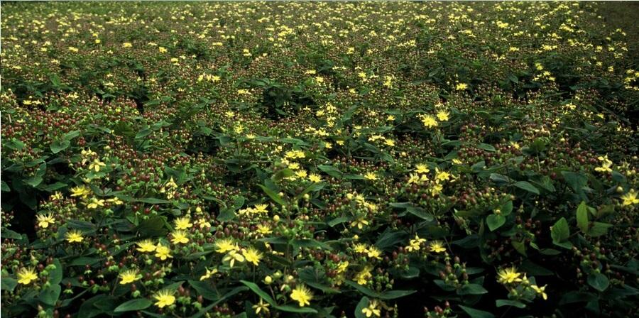 green-guardia-zier-johanniskraut-hypericum-9-cm-topf image 5