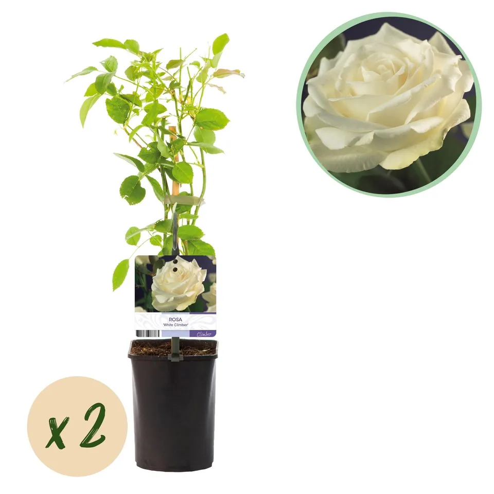 green-guardia-unsere-pflanzen-white-climber-kletterrose-wei-2-pflanzen image 1