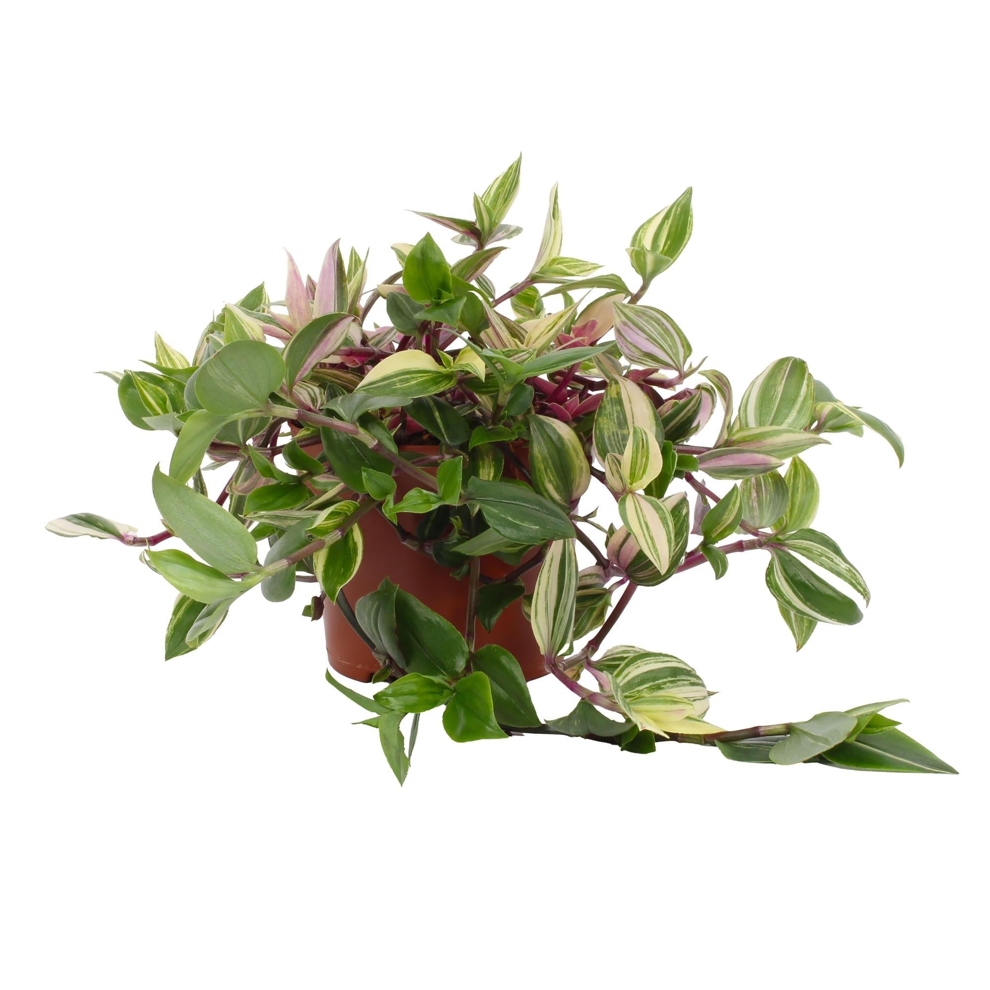 green-guardia-unsere-pflanzen-tradescantia-pink-pampas-12cm-topf image 1