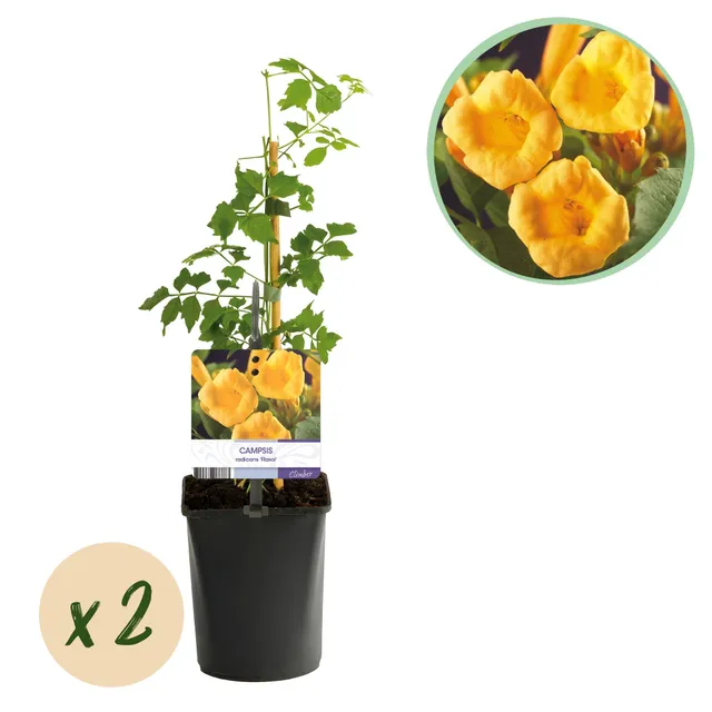 green-guardia-unsere-pflanzen-campsis-flava-trompetenblume-2-st-ck image 1