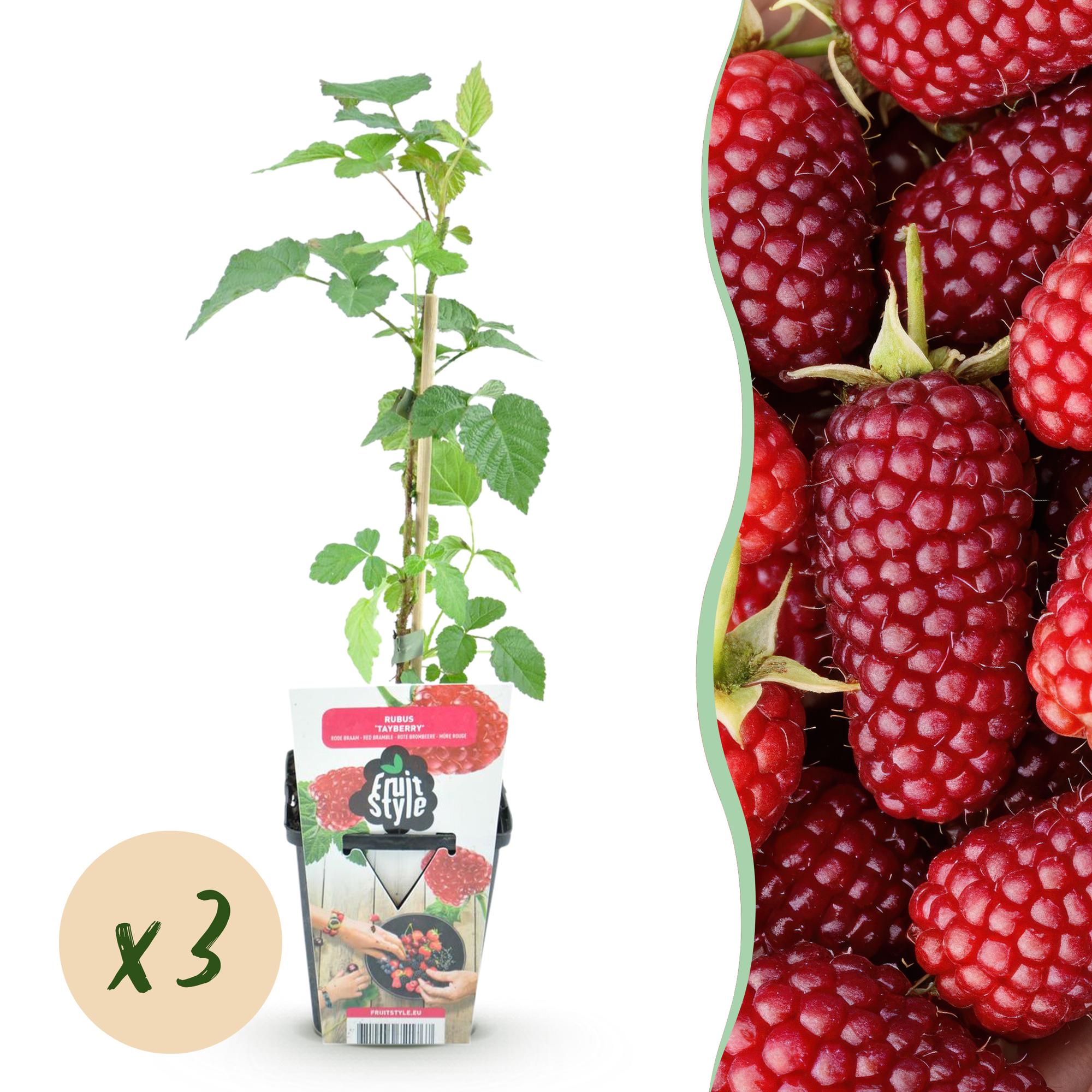 green-guardia-unsere-pflanzen-rubus-tayberry-beerenpflanze-3-pflanzen-winterhart image 1