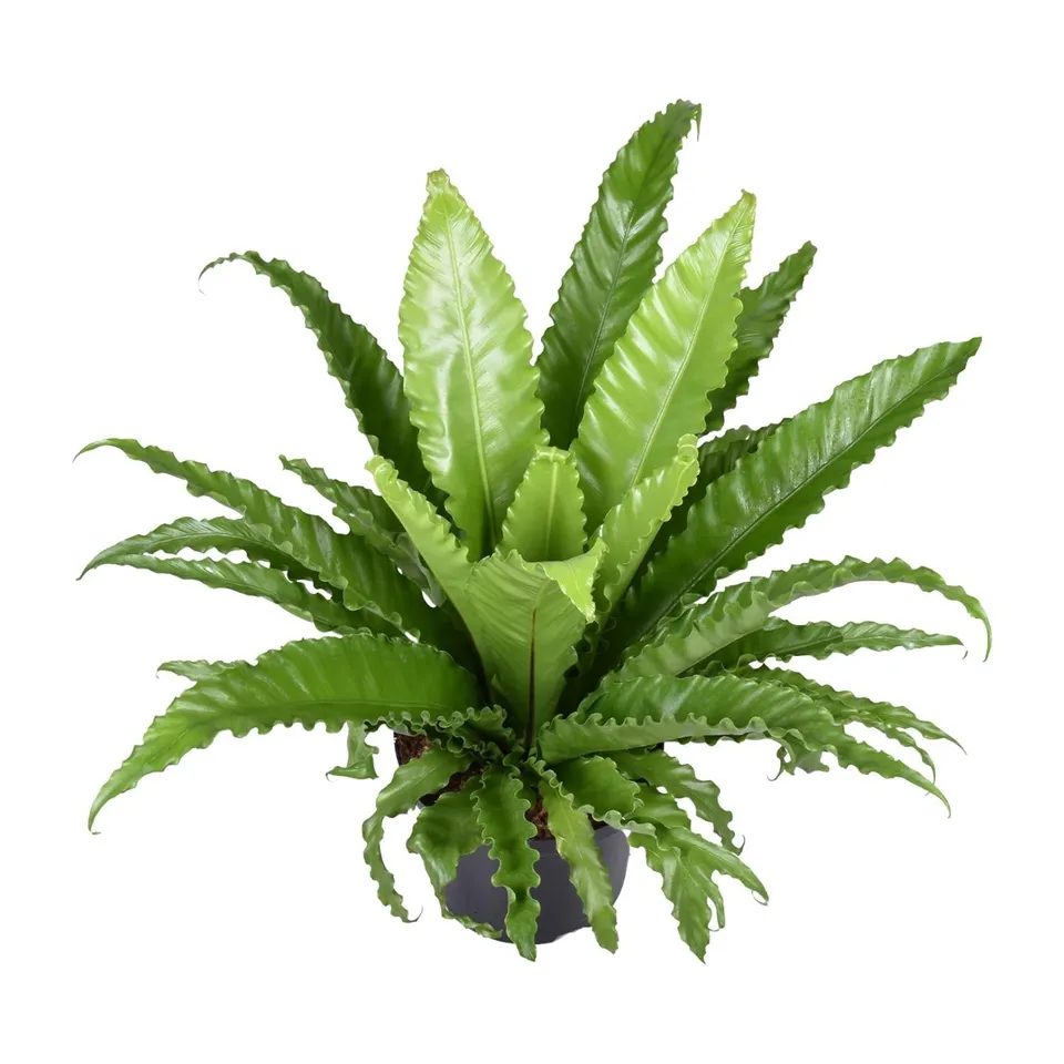 green-guardia-asplenium-osaka-nestfarn-23cm-topf-60cm-pflegeleicht image 1
