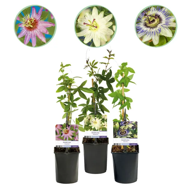 green-guardia-unsere-pflanzen-passionsblume-tricolour-3x-11cm image 1