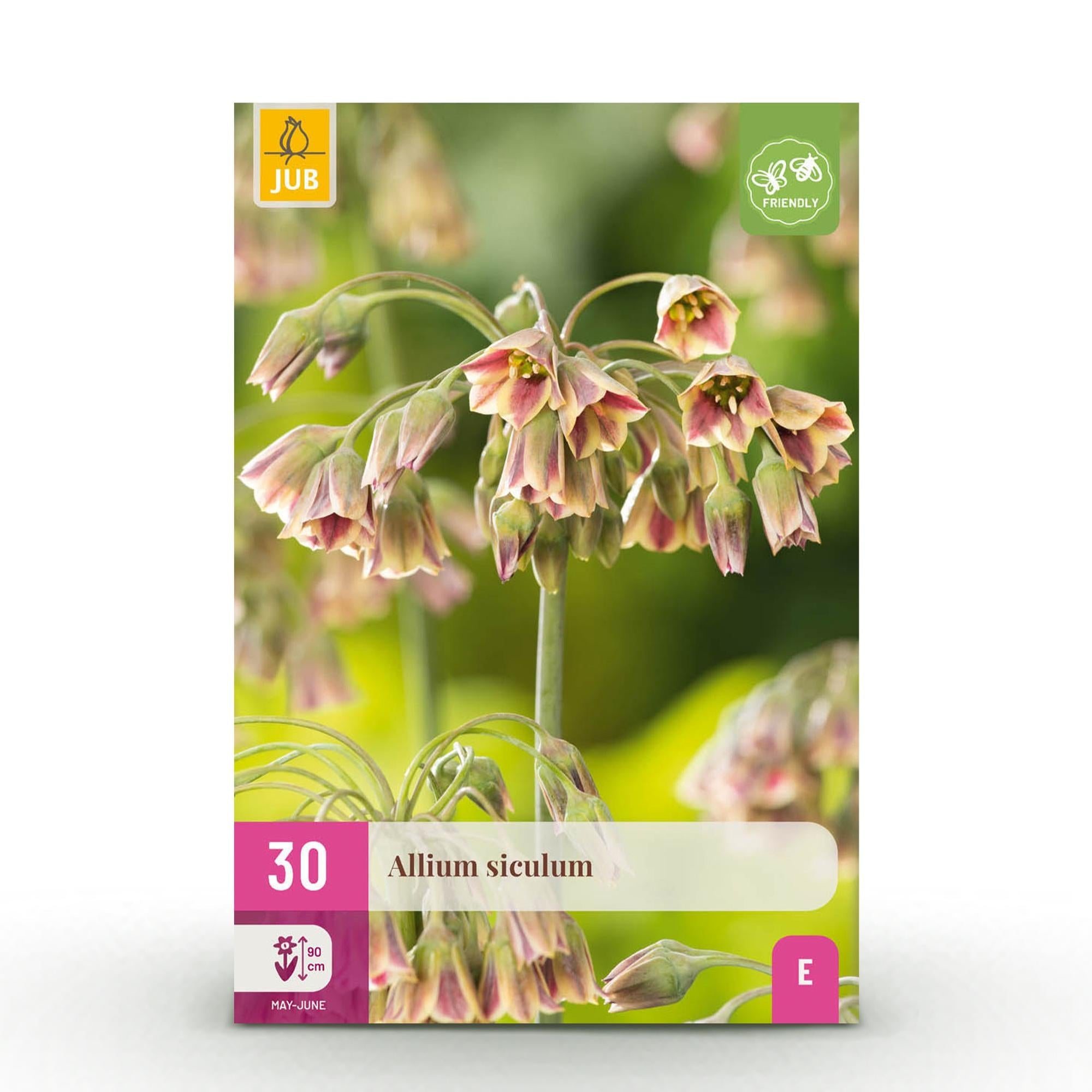 green-guardia-allium-siculum-blumenzwiebeln-rosa-30-st-ck-xxl-pack image 1