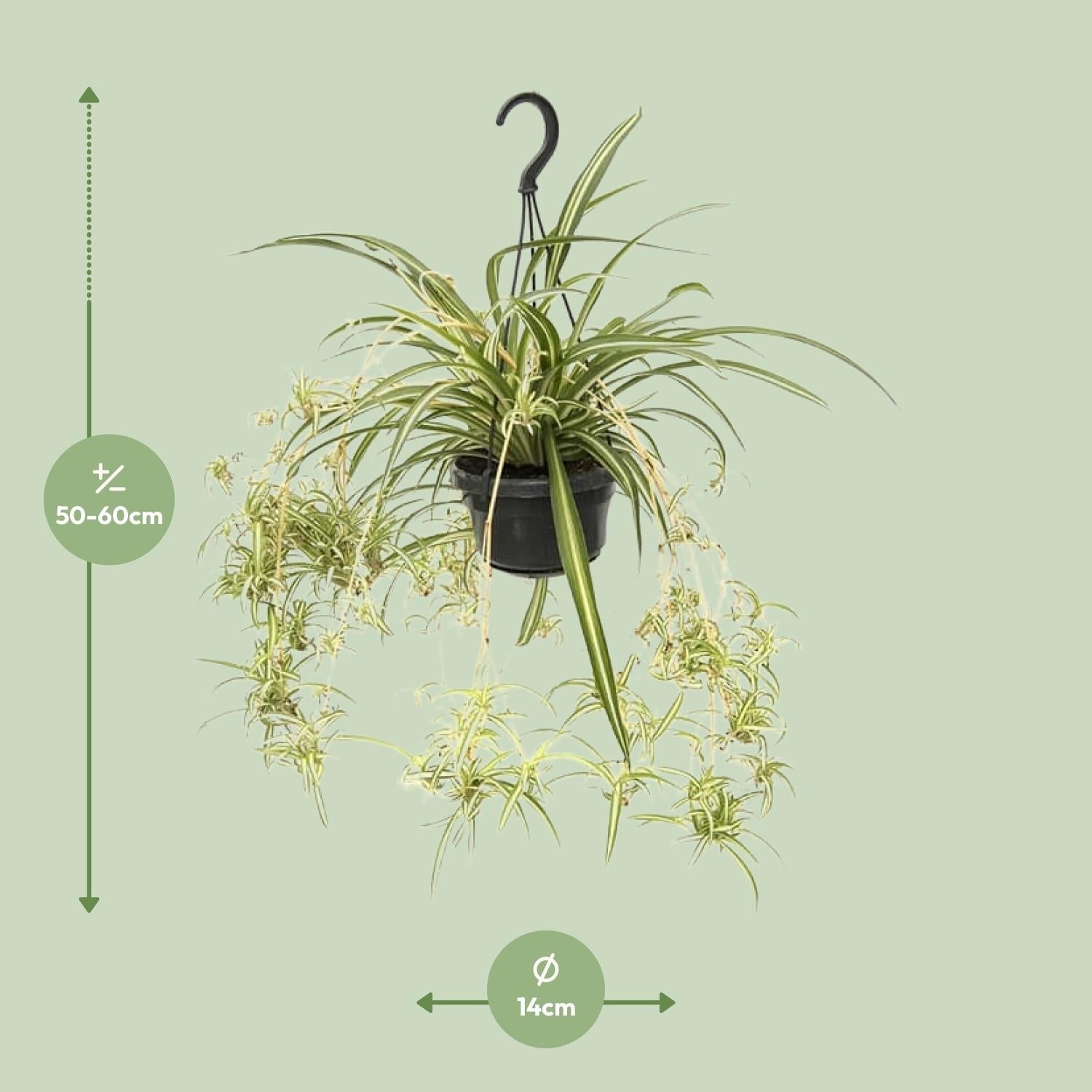 green-guardia-chlorophytum-variegatum-gr-nlilie-55-cm image 2