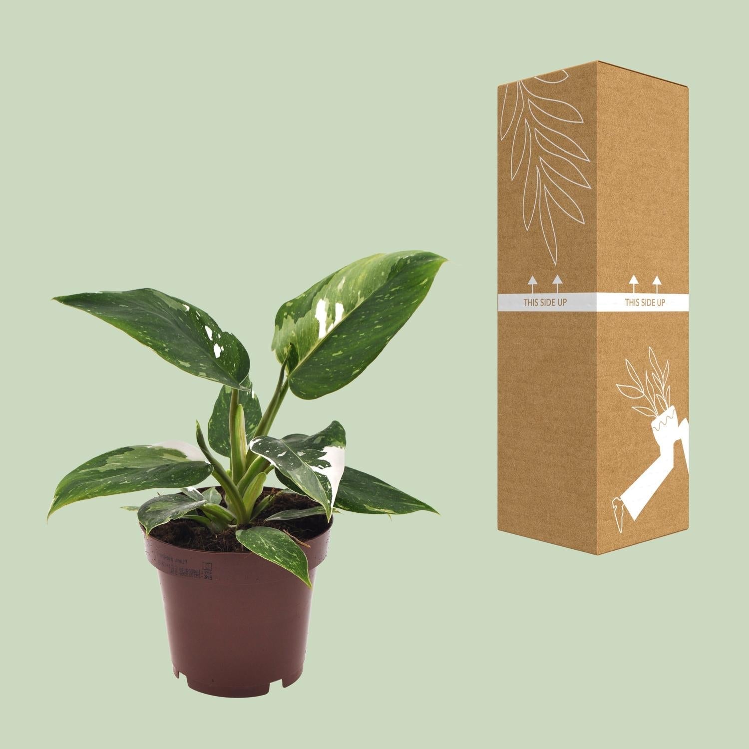 green-guardia-philodendron-white-princess-baumfreund-12-cm-topf image 3