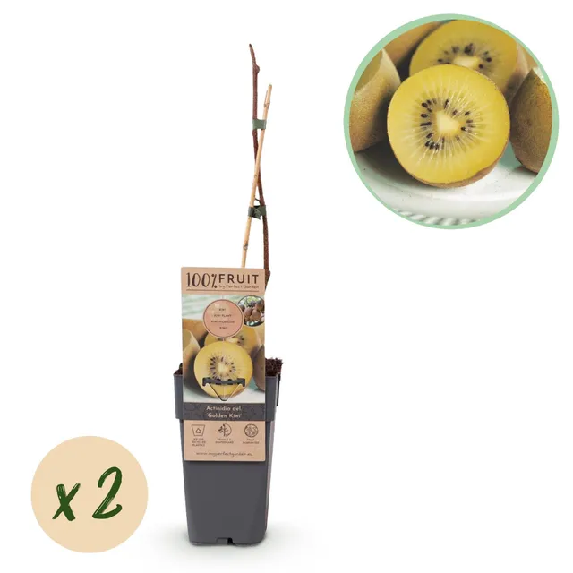 green-guardia-golden-kiwi-pflanze-gelb-2-pflanzen-50cm image 1