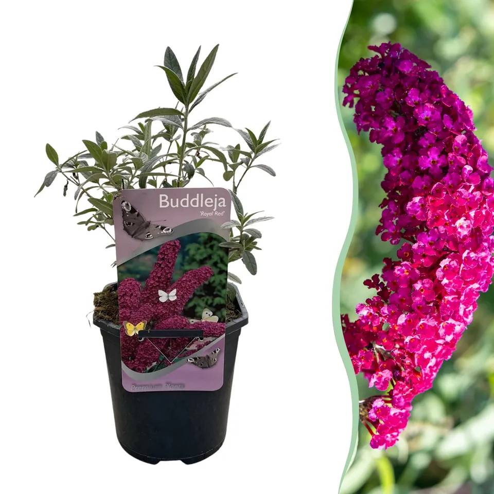 green-guardia-buddleja-royal-red-schmetterlingsstrauch-17cm-rot image 1