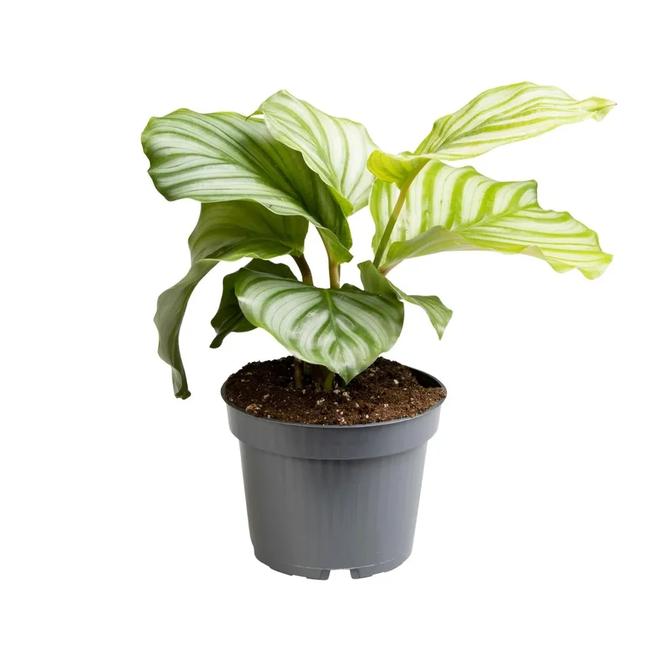green-guardia-unsere-pflanzen-calathea-orbifolia-zimmerpflanze-50cm image 1