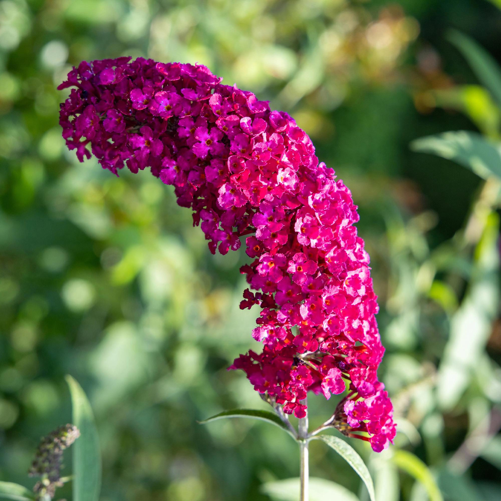green-guardia-buddleja-royal-red-schmetterlingsstrauch-17cm-rot image 3